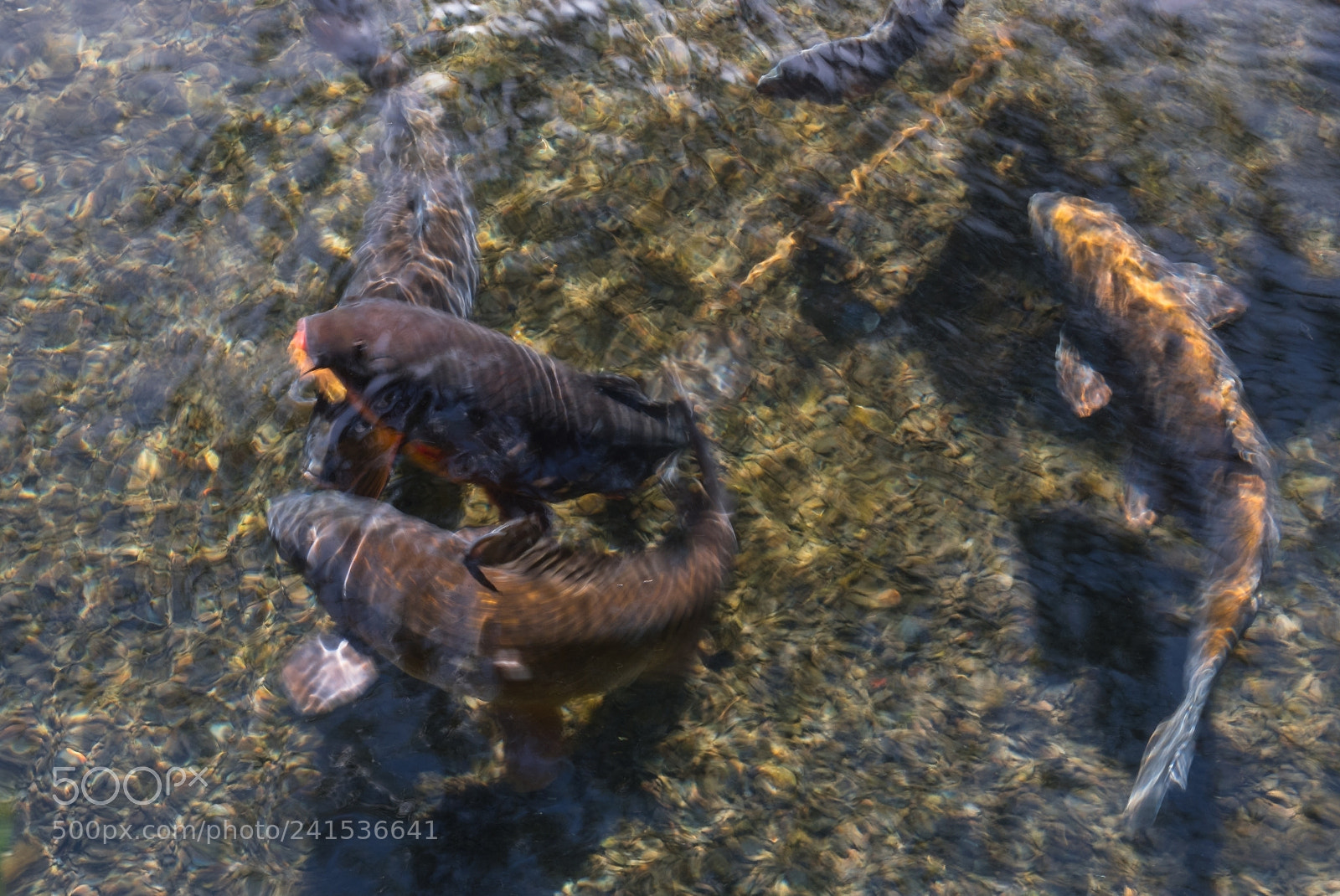 Panasonic Lumix DMC-LX100 sample photo. Koi abstract photography