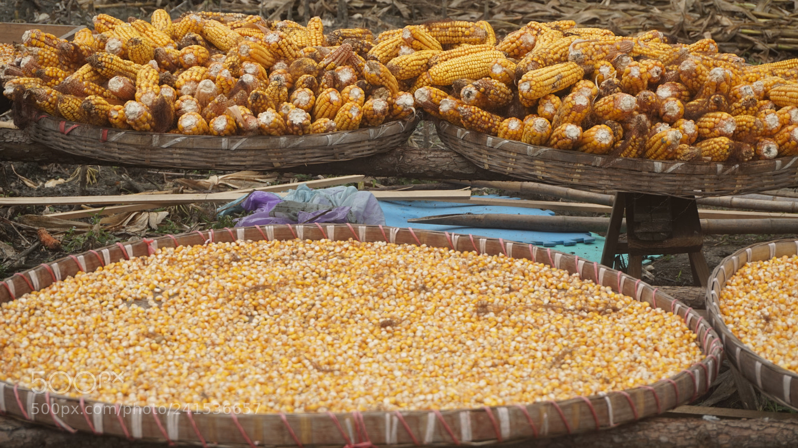 Sony Alpha a5000 (ILCE 5000) sample photo. Dried corn photography