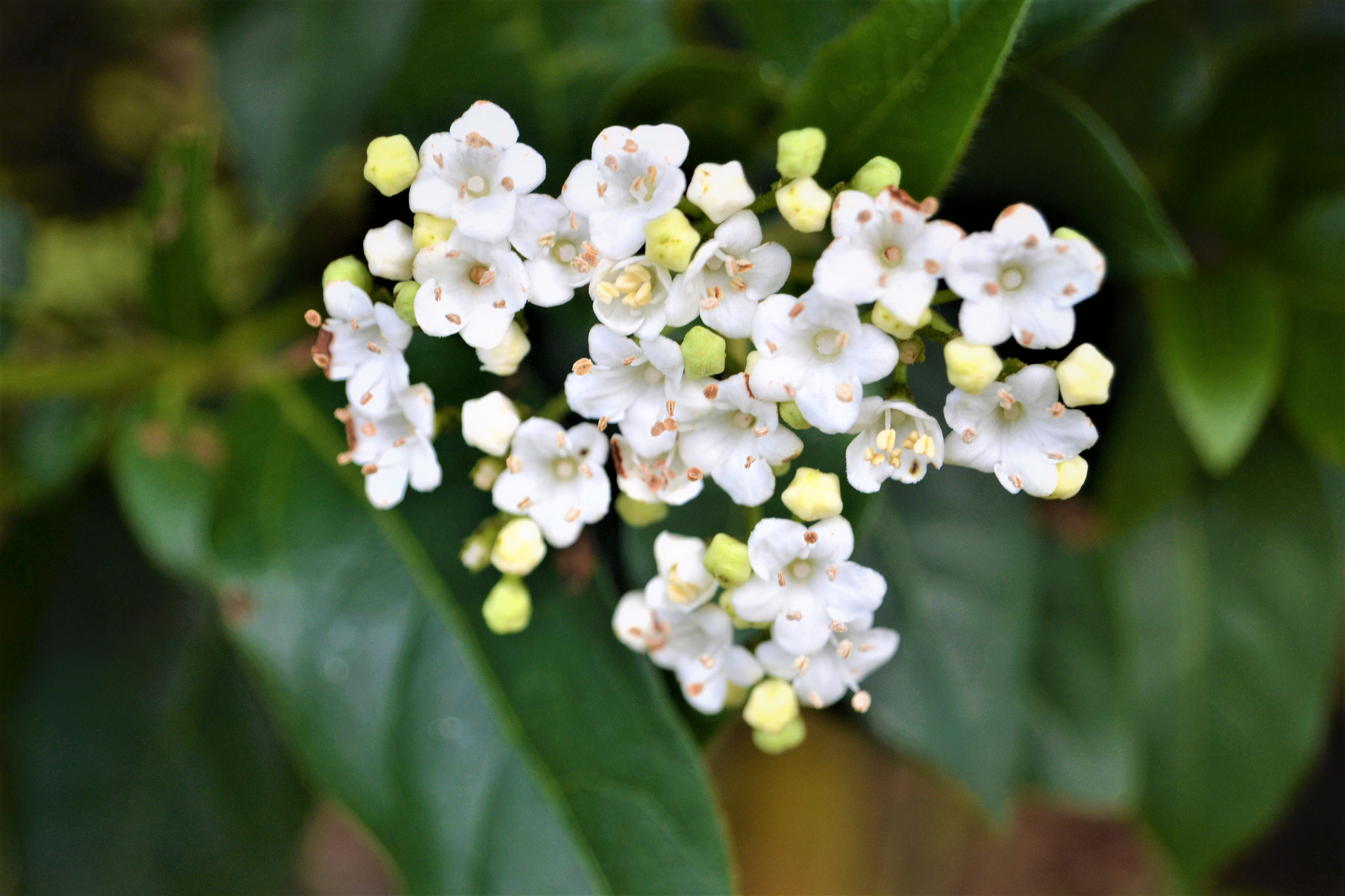 Nikon D3100 sample photo. Laurestine photography