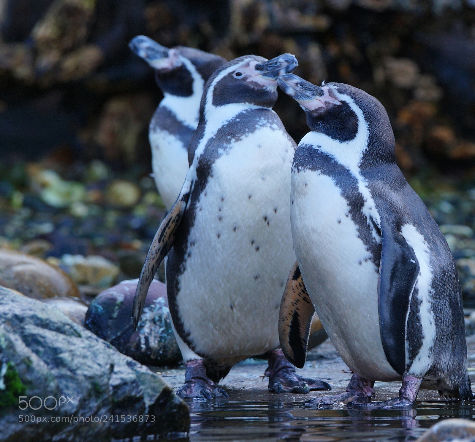 Sony SLT-A99V sample photo. Kissing pinguins photography