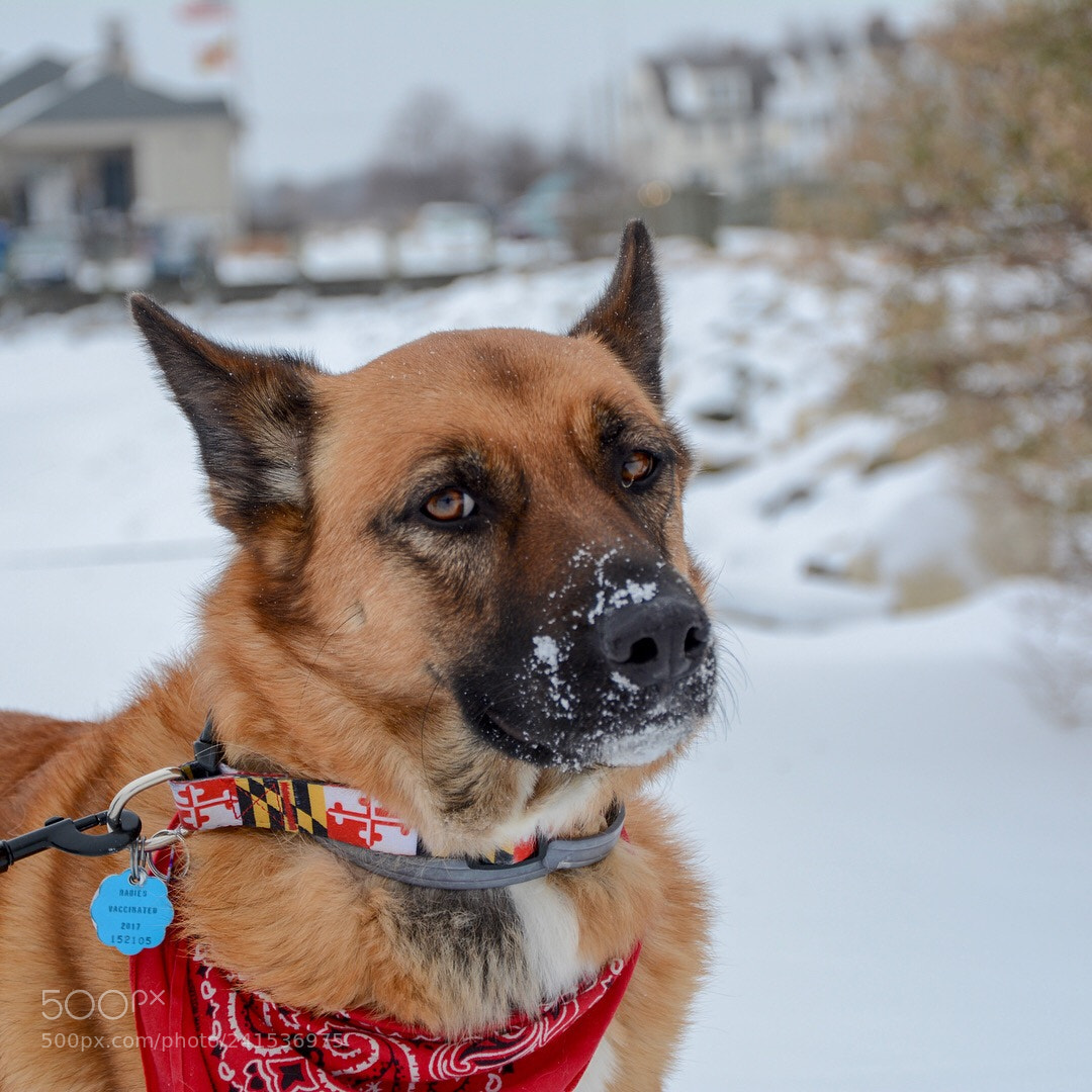 Nikon D7100 sample photo. Chestertown, jan. 2018 photography