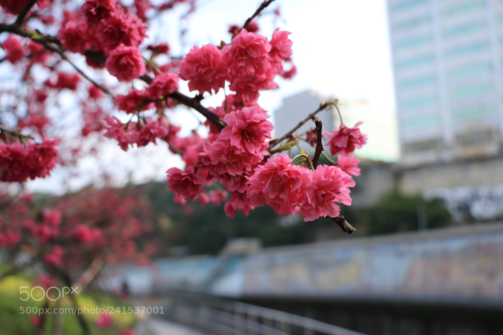 Canon EOS 760D (EOS Rebel T6s / EOS 8000D) sample photo. The beauty of cherry photography