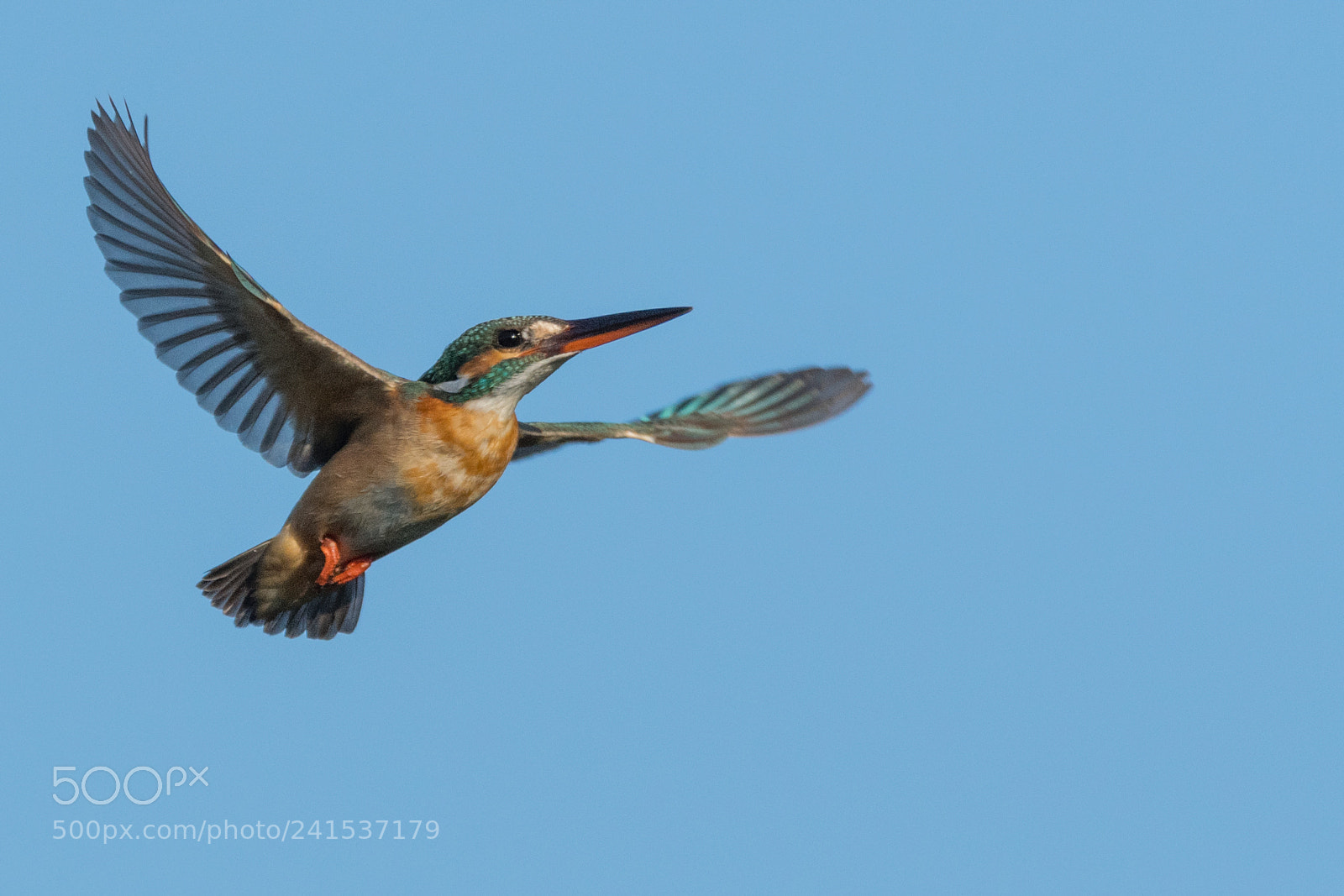 Nikon D500 sample photo. King flight photography