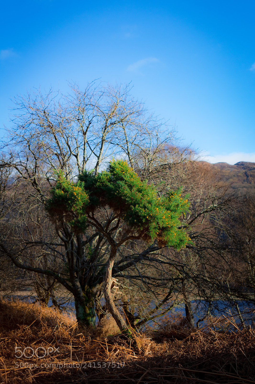 Canon EOS 1300D (EOS Rebel T6 / EOS Kiss X80) sample photo. Green tree with mountains photography
