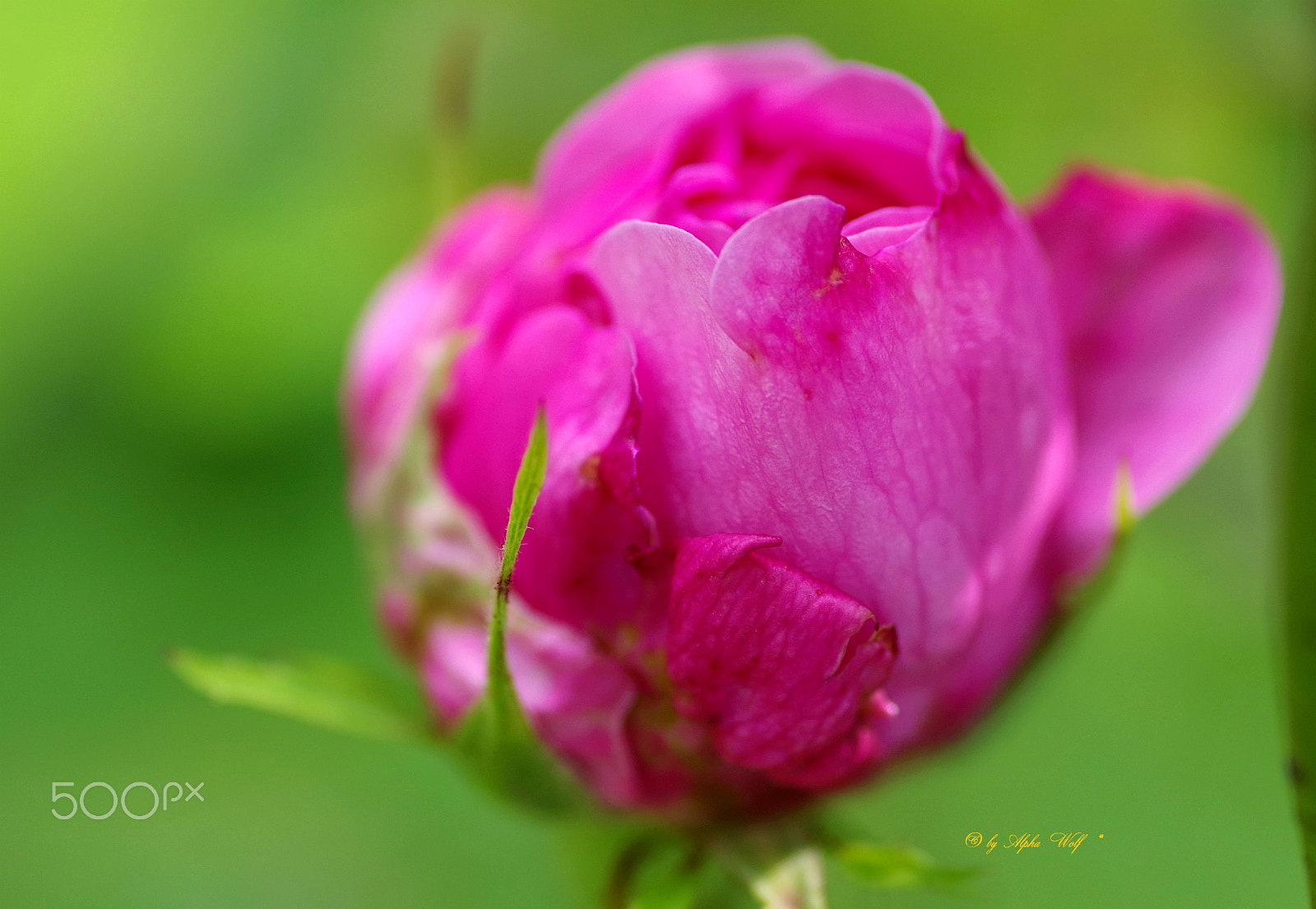 Pentax K-1 sample photo. Pinkrose photography