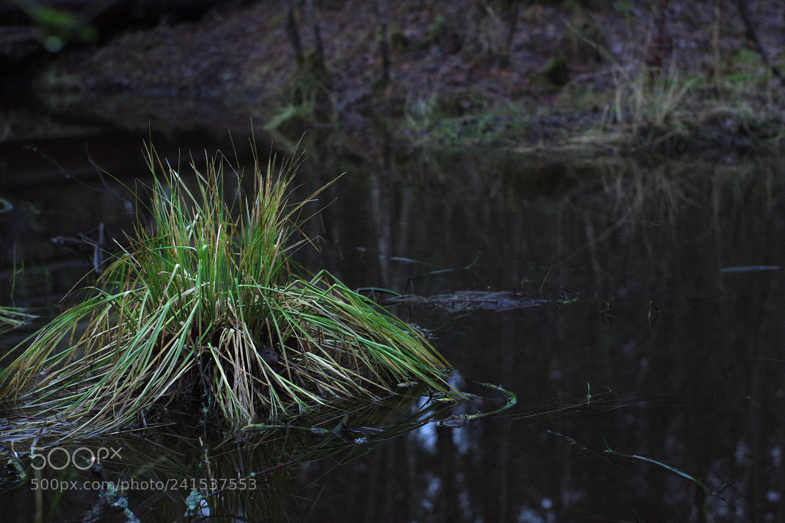 Pentax K-3 sample photo. Grass photography