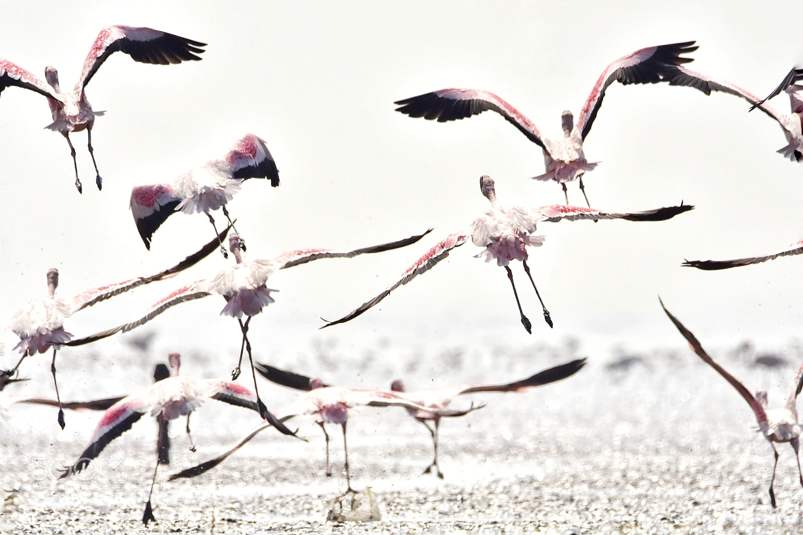 Nikon D7200 sample photo. Take off!! photography