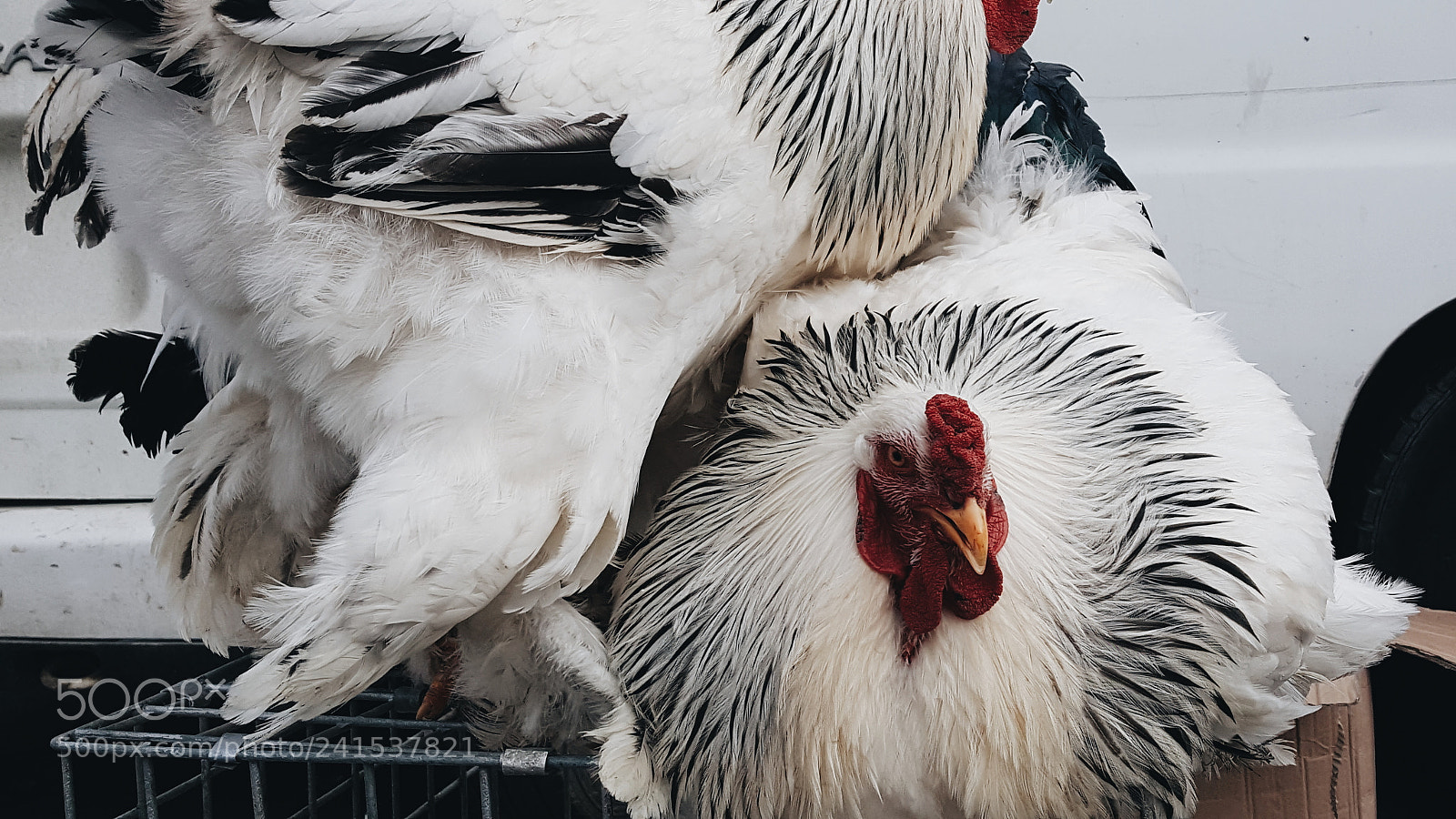 Samsung Galaxy Note5 sample photo. Rooster photography