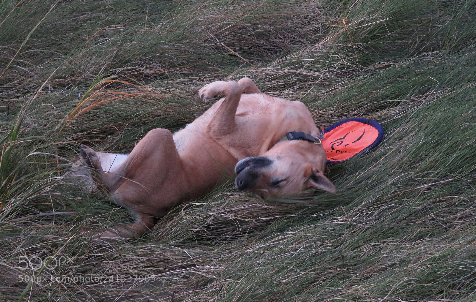 Canon PowerShot SX60 HS sample photo. Sadie rolls in the photography