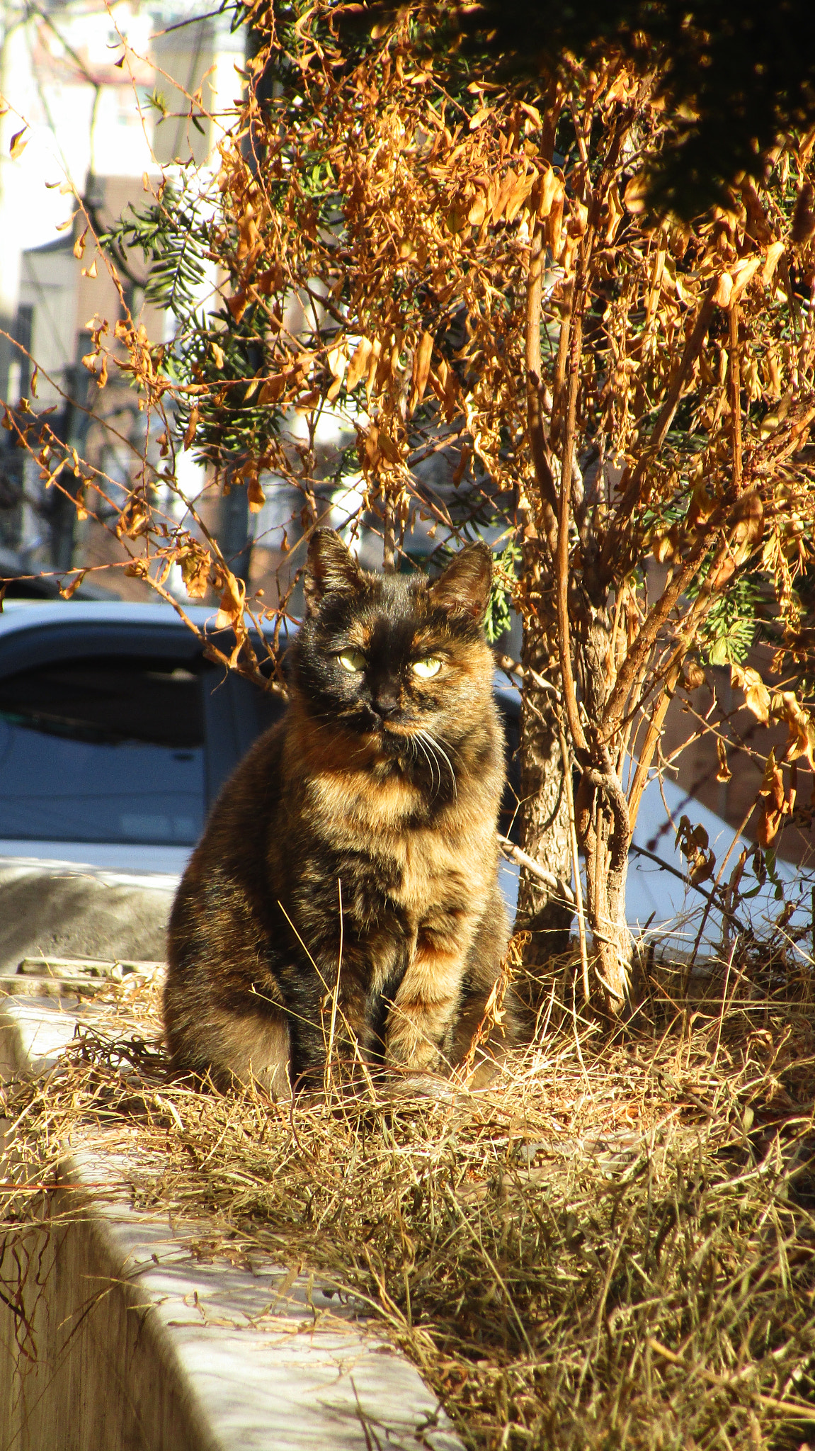 Canon PowerShot ELPH 190 IS (IXUS 180 / IXY 190) sample photo. Portrait or camouflage photography