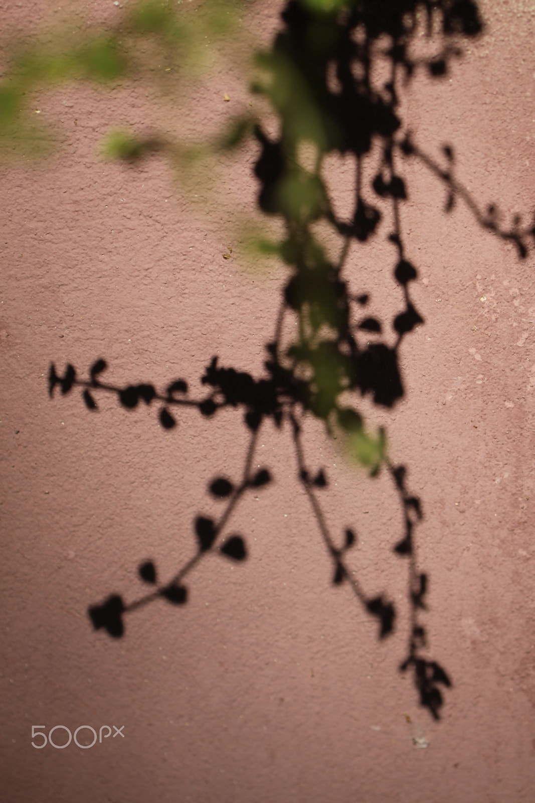 Canon EF 100mm F2.8L Macro IS USM sample photo. Jeu d'ombres photography