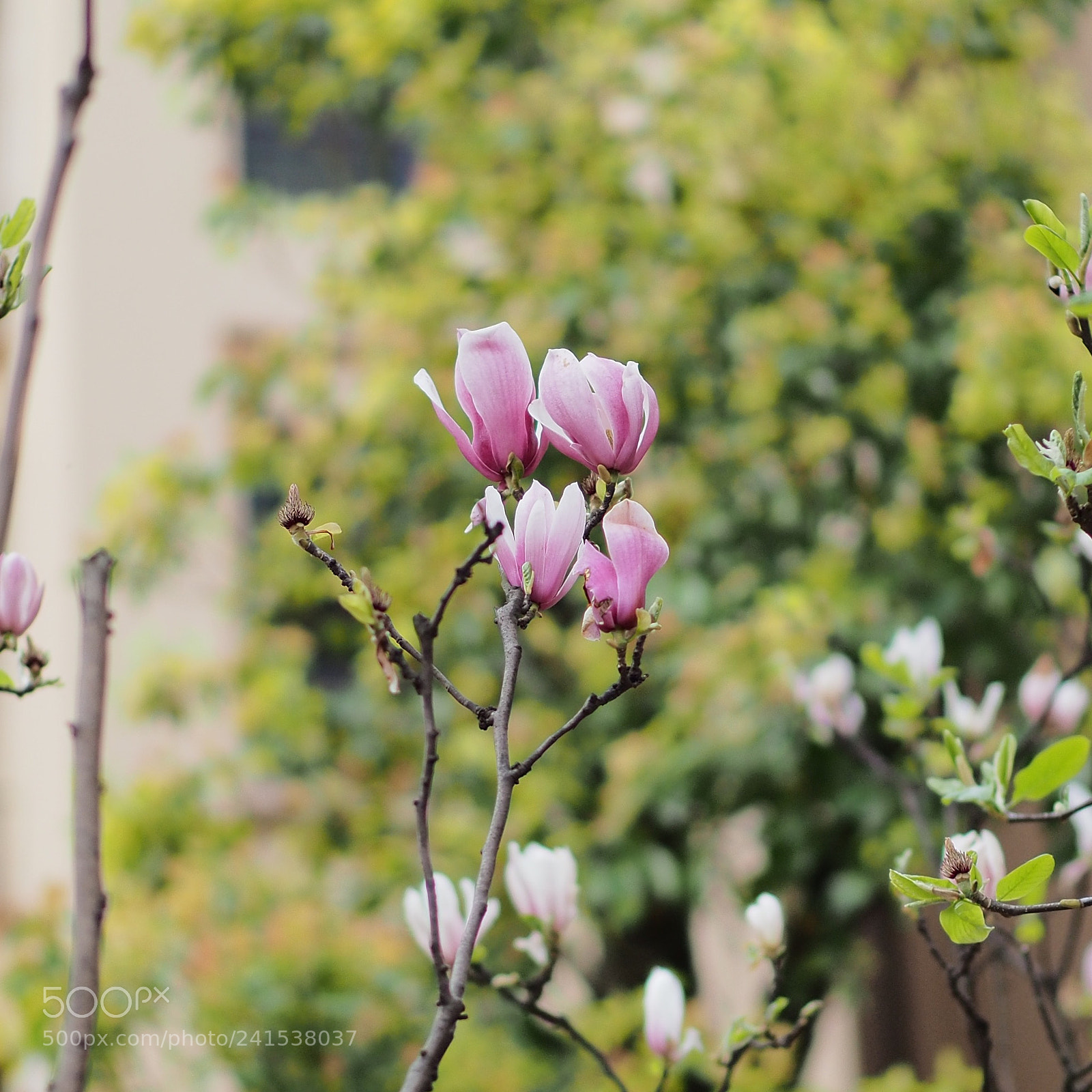 Olympus OM-D E-M5 II sample photo. Untitled photography