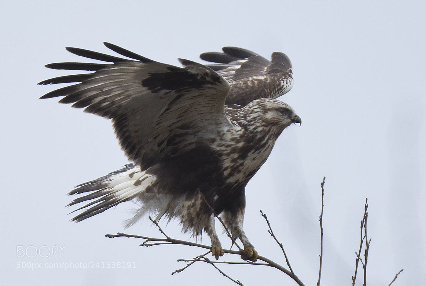 Canon EOS-1D X sample photo. Fjeldvåge/rough-legged buzzard photography