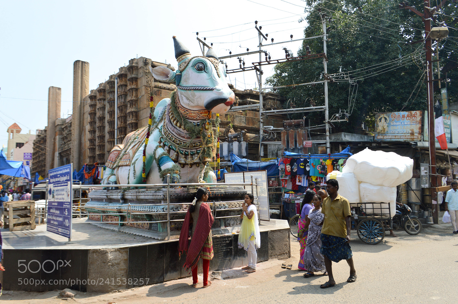 Nikon D3200 sample photo. Holy cow photography
