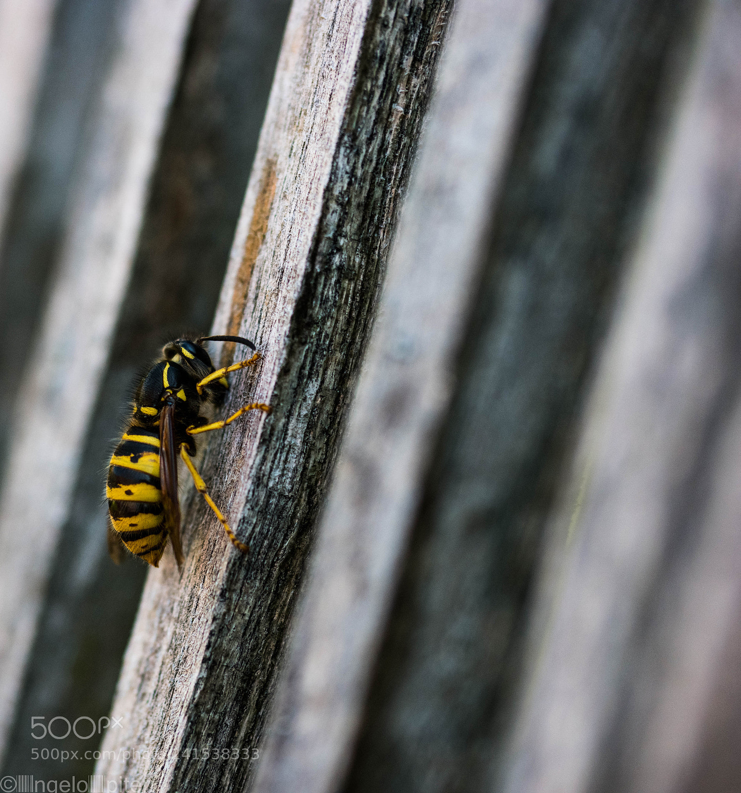 Samsung NX1 sample photo. Chilling wasp photography