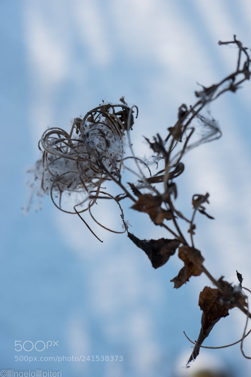 Samsung NX1 sample photo. Fluffy photography