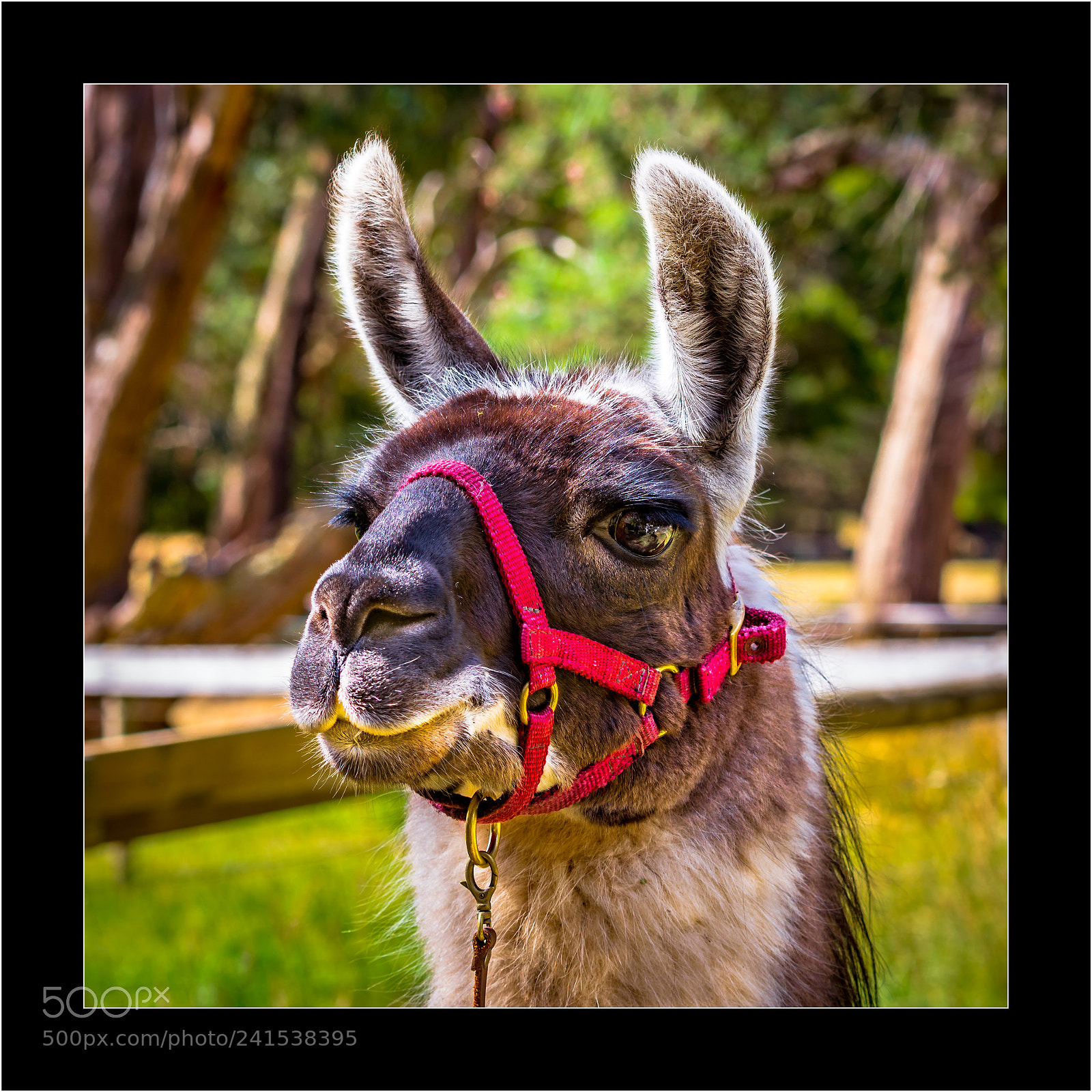 Nikon D7200 sample photo. Llama, llama, llama iii photography