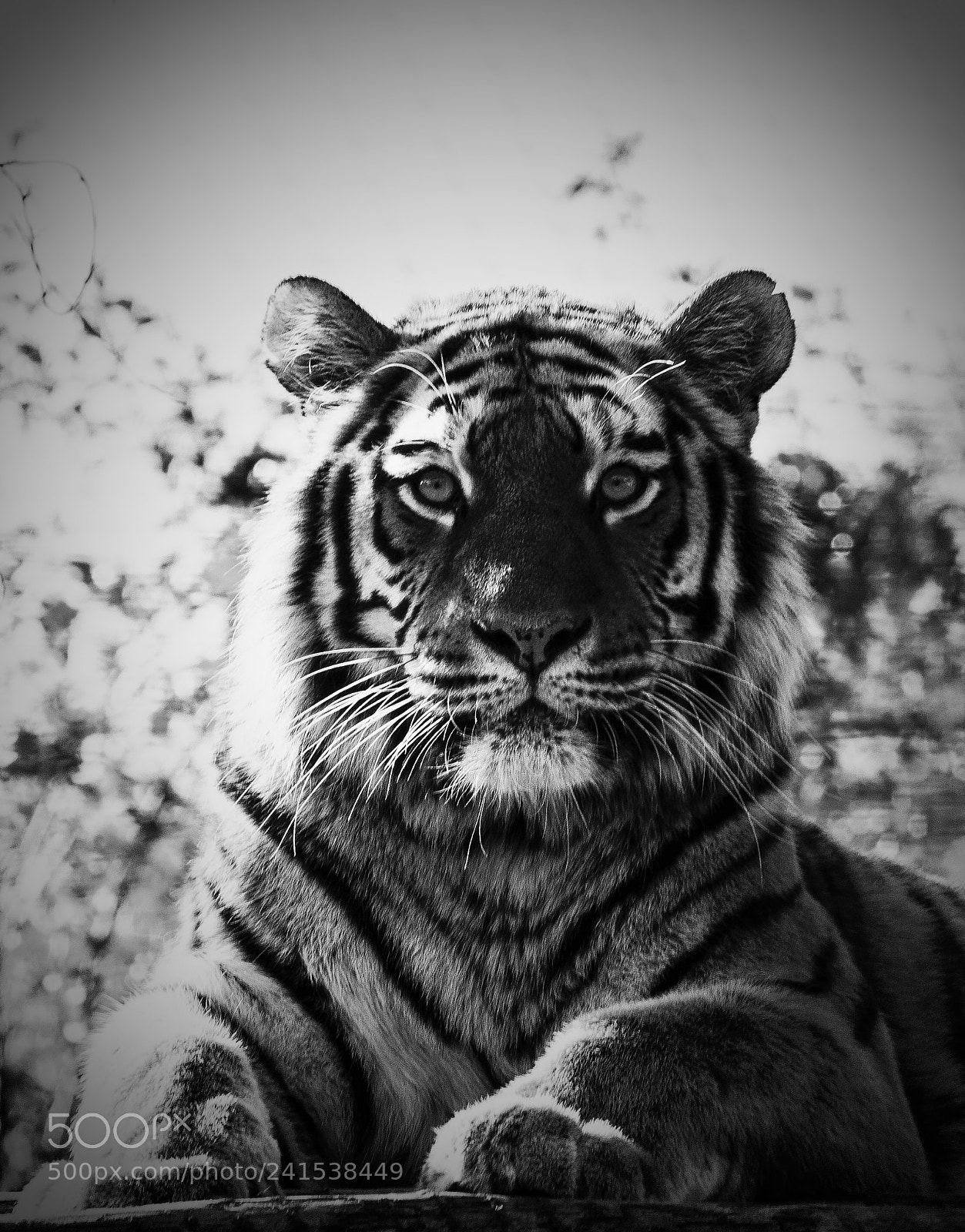 Nikon D90 sample photo. Tiger portrait photography
