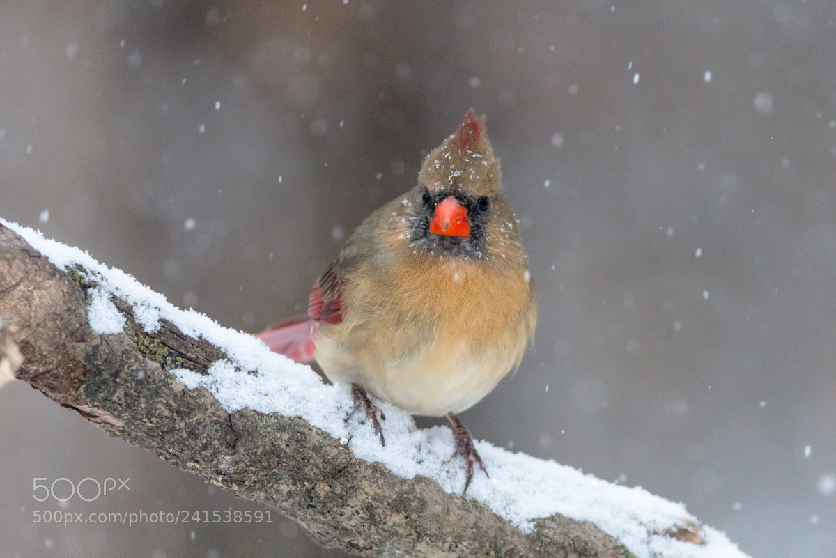 Canon EOS 5DS R sample photo. Northern cardinal photography