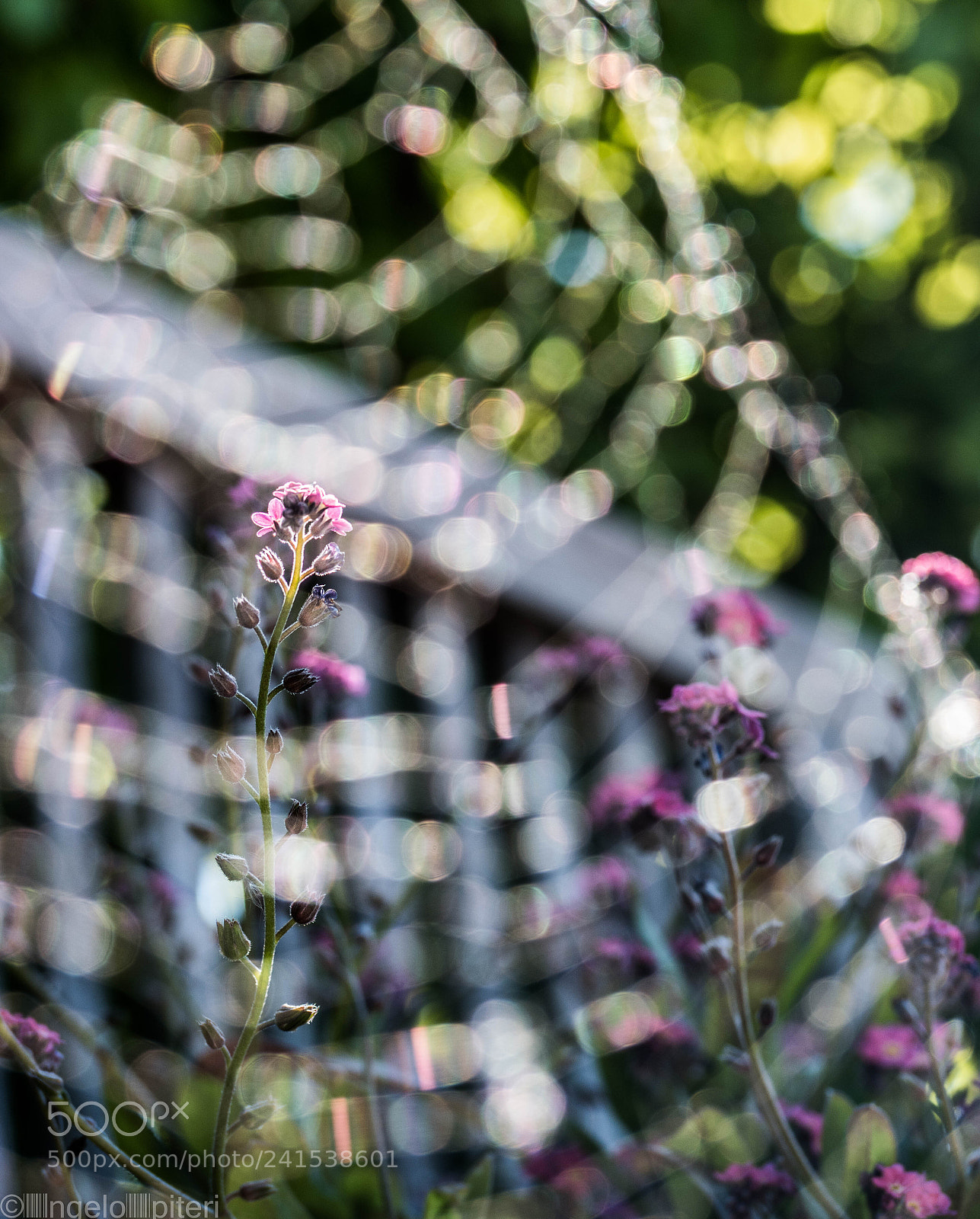 Samsung NX1 sample photo. Spiderweb photography