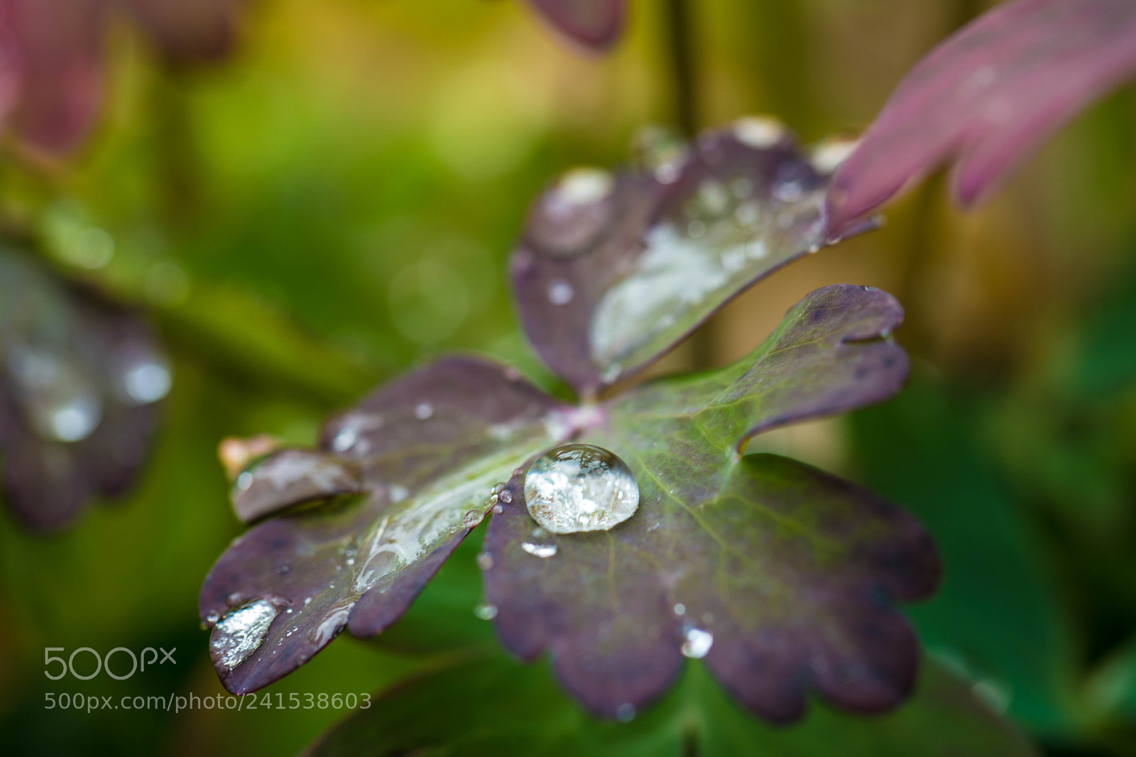 Samsung NX1 sample photo. Teardrop photography