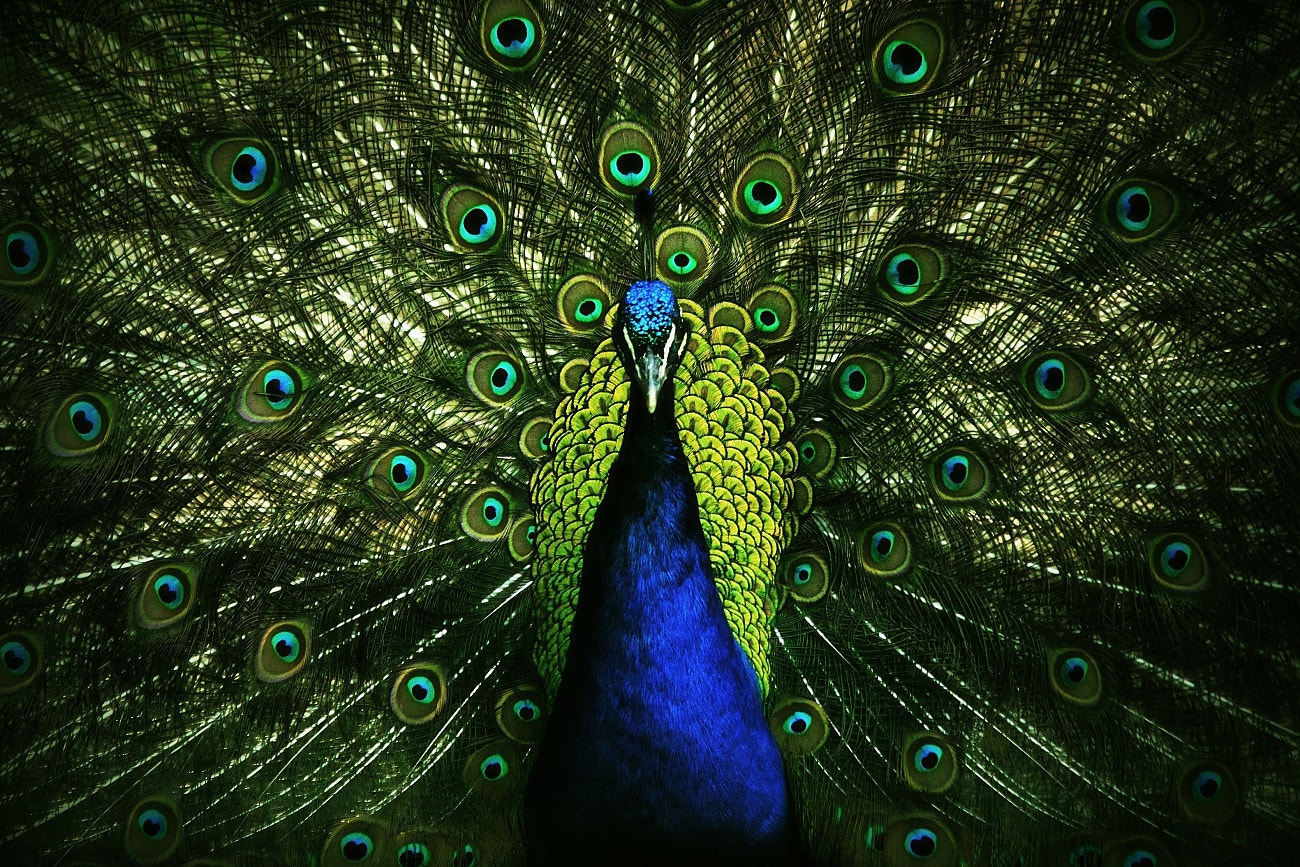 Canon EF 70-300mm F4-5.6 IS USM sample photo. Peacock photography