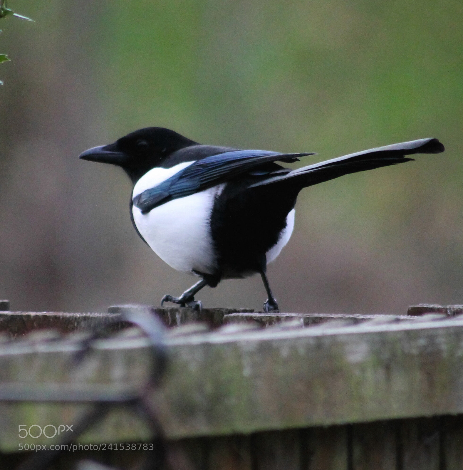 Canon EOS 1100D (EOS Rebel T3 / EOS Kiss X50) sample photo. Magpie scotland photography
