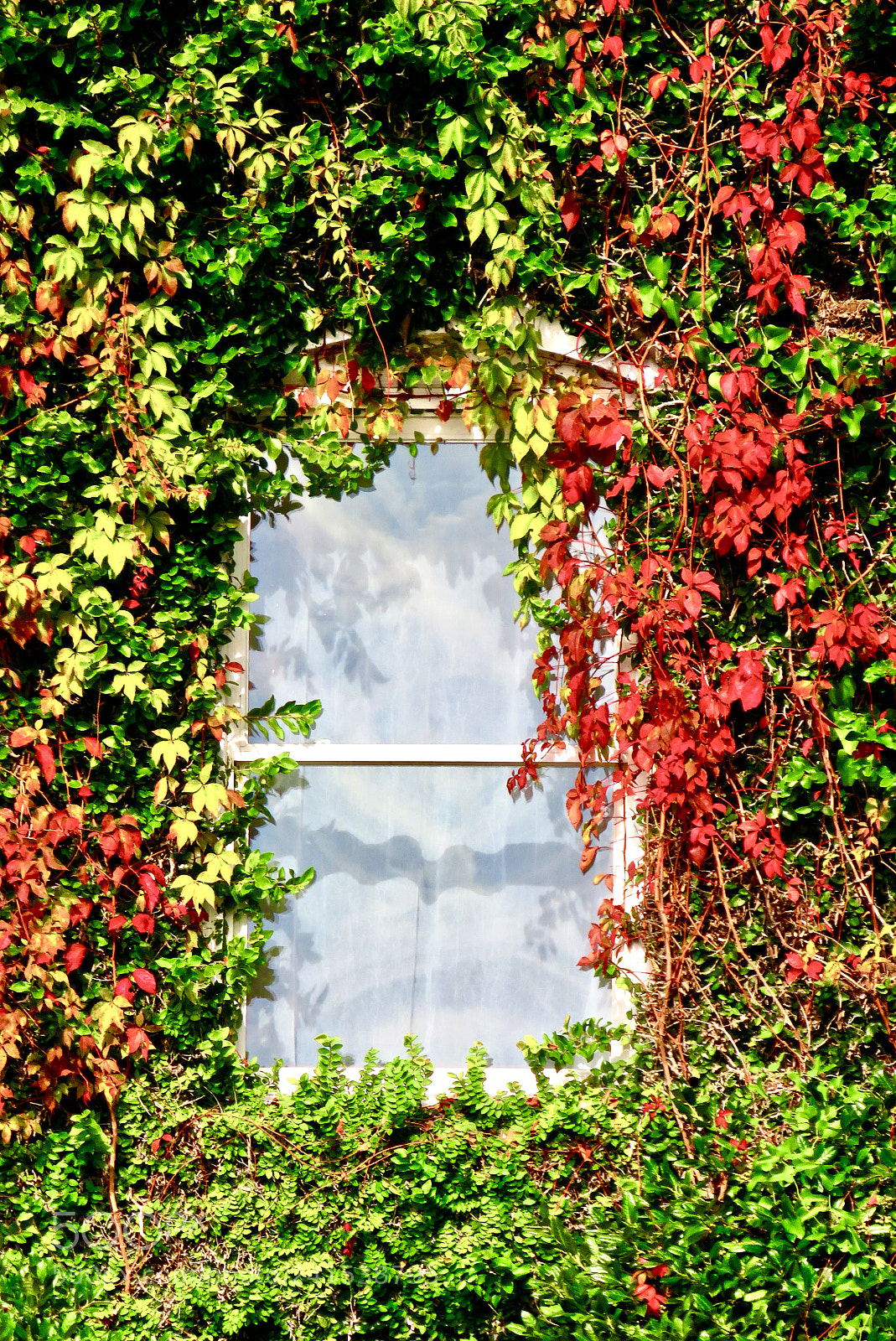 Canon PowerShot SX60 HS sample photo. Window dressing photography