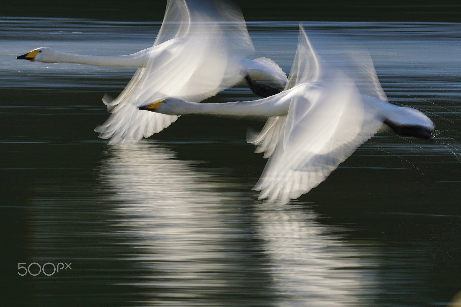 Sony 70-400mm F4-5.6 G SSM II sample photo. Transparent wings photography