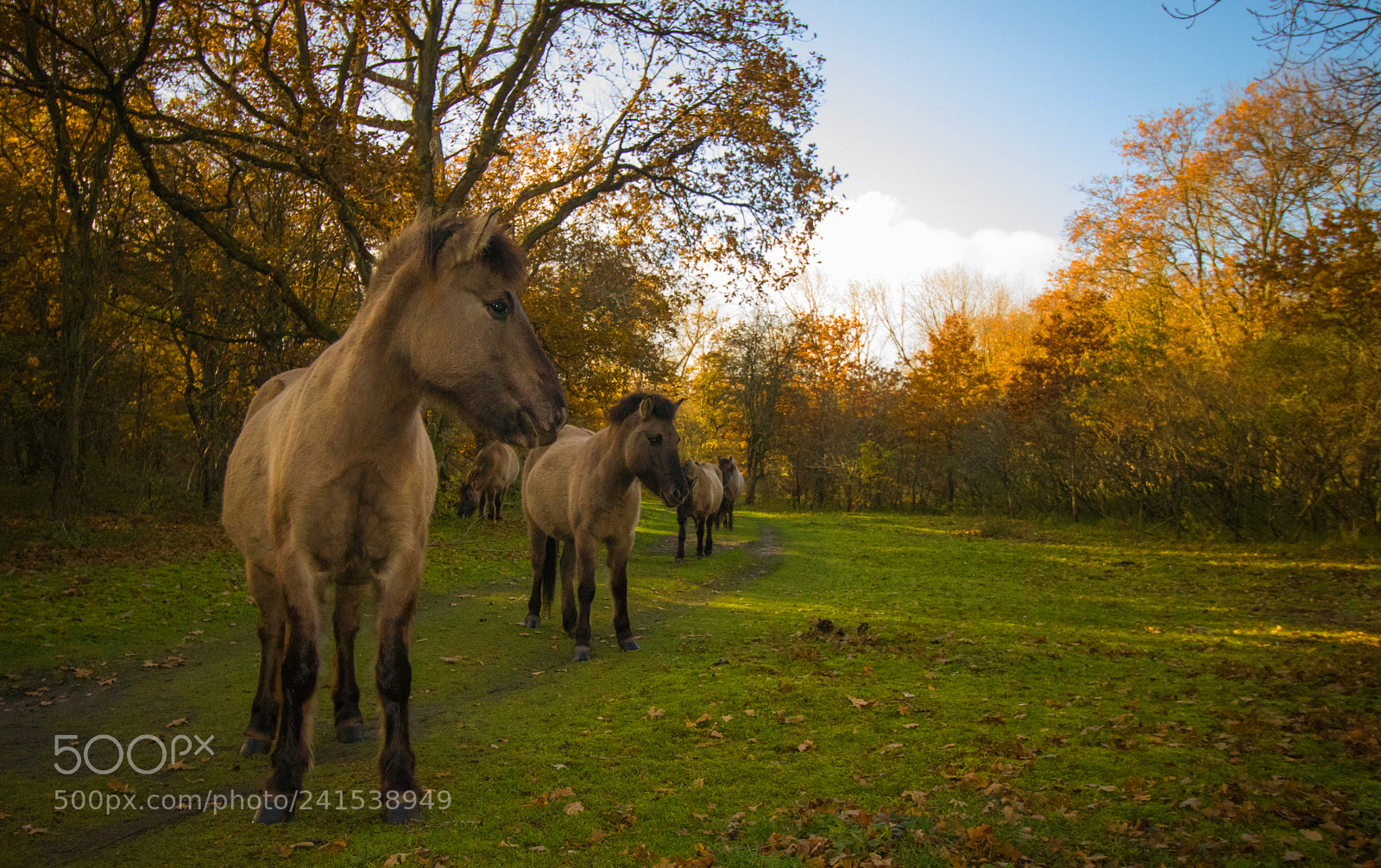 Canon EOS 800D (EOS Rebel T7i / EOS Kiss X9i) sample photo. Horses in the wild photography