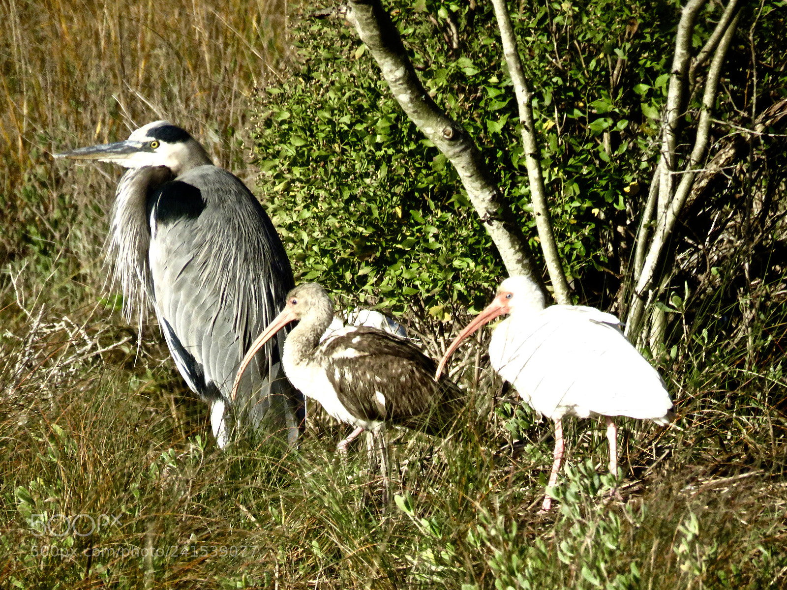 Canon PowerShot SX60 HS sample photo. Feathered friends photography