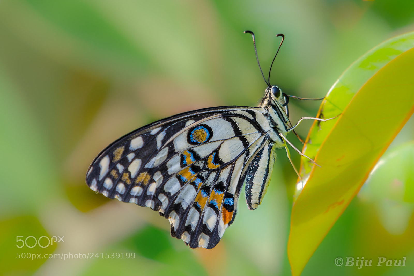 Nikon D5500 sample photo. Common lime butterfly photography