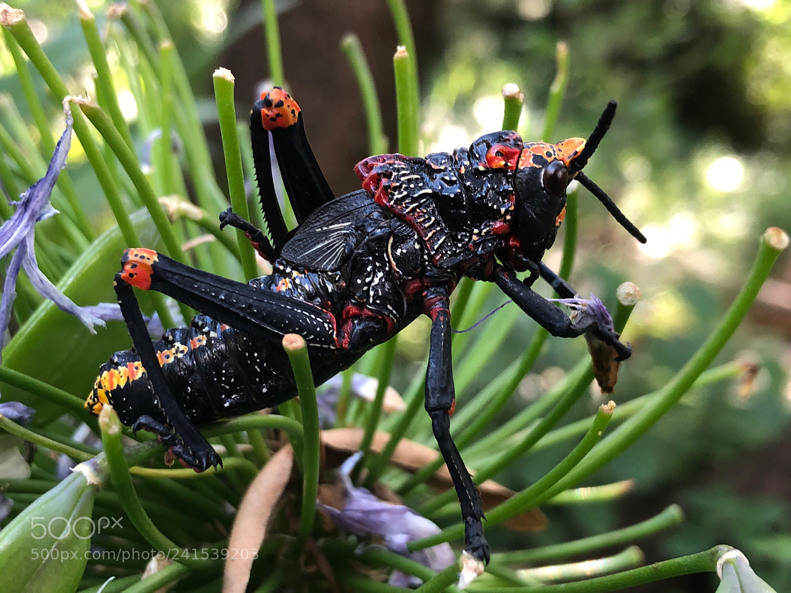 Apple iPhone X sample photo. Grasshopper photography