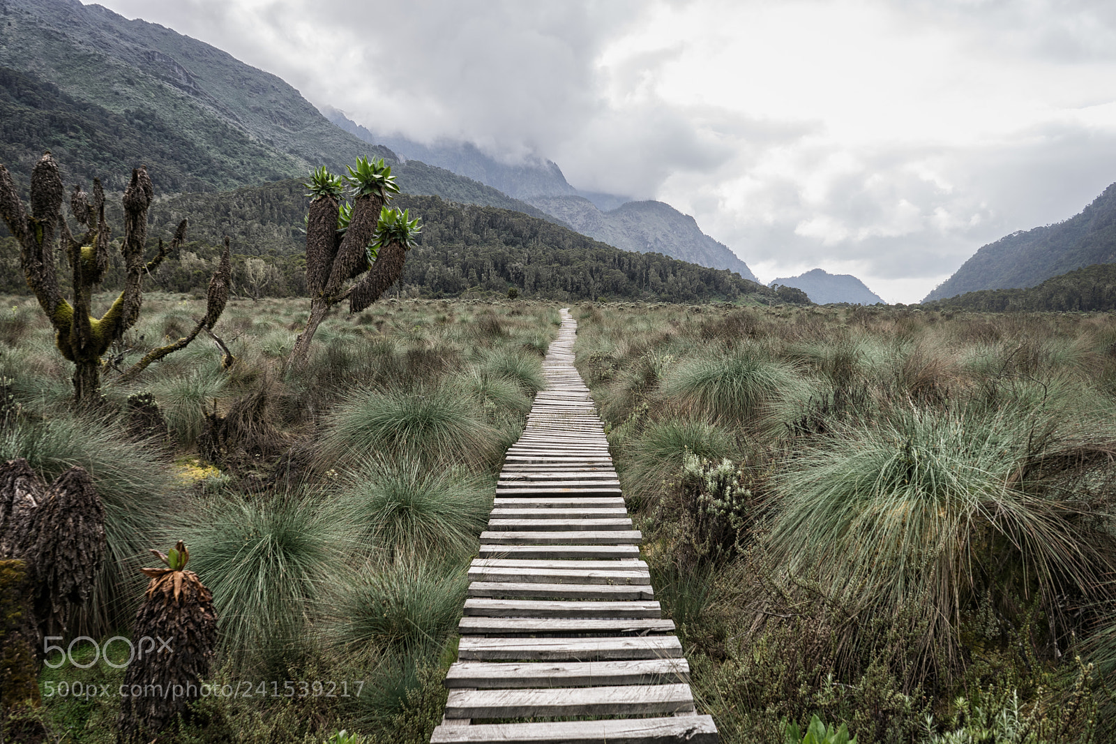 Sony a7 sample photo. Rwenzori photography