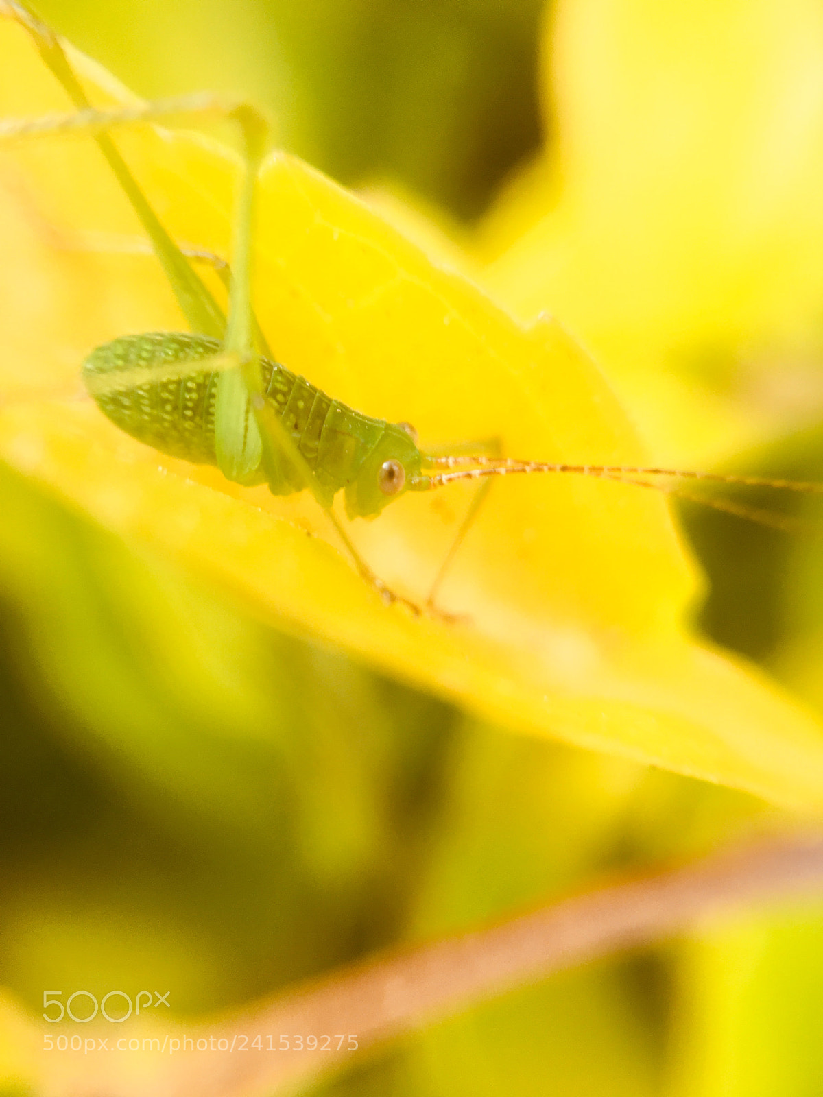 Apple iPhone 6s sample photo. Insects photography