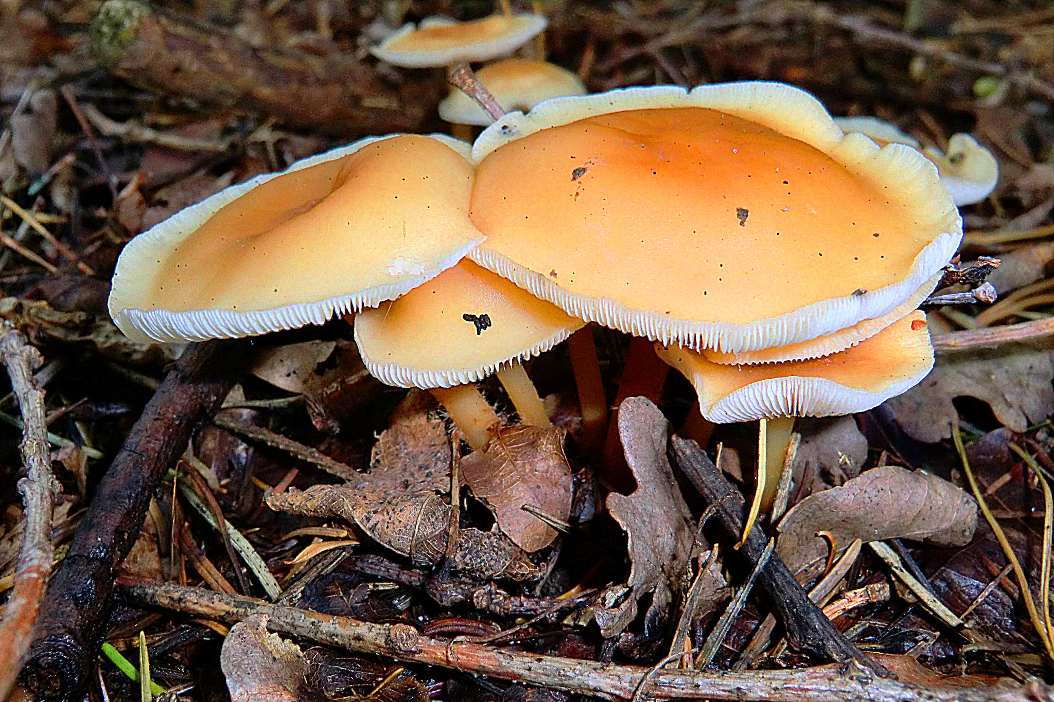CASIO EX-H15 sample photo. Pilz photography