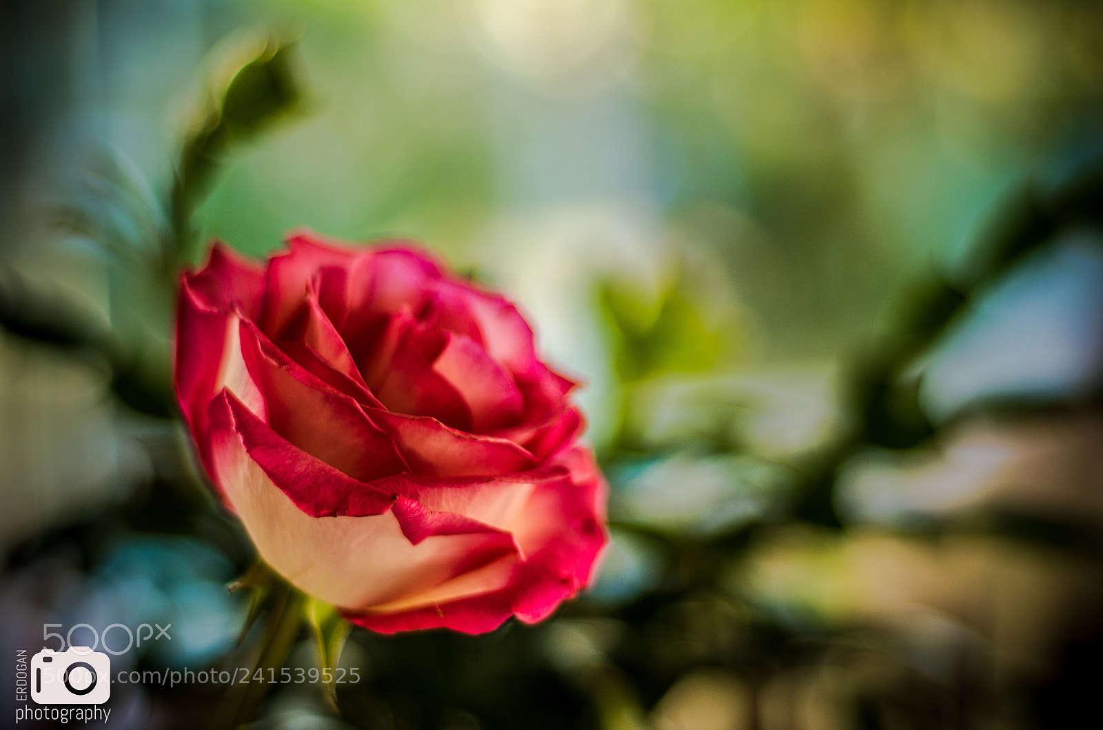 Pentax K-30 sample photo. Pink rose photography