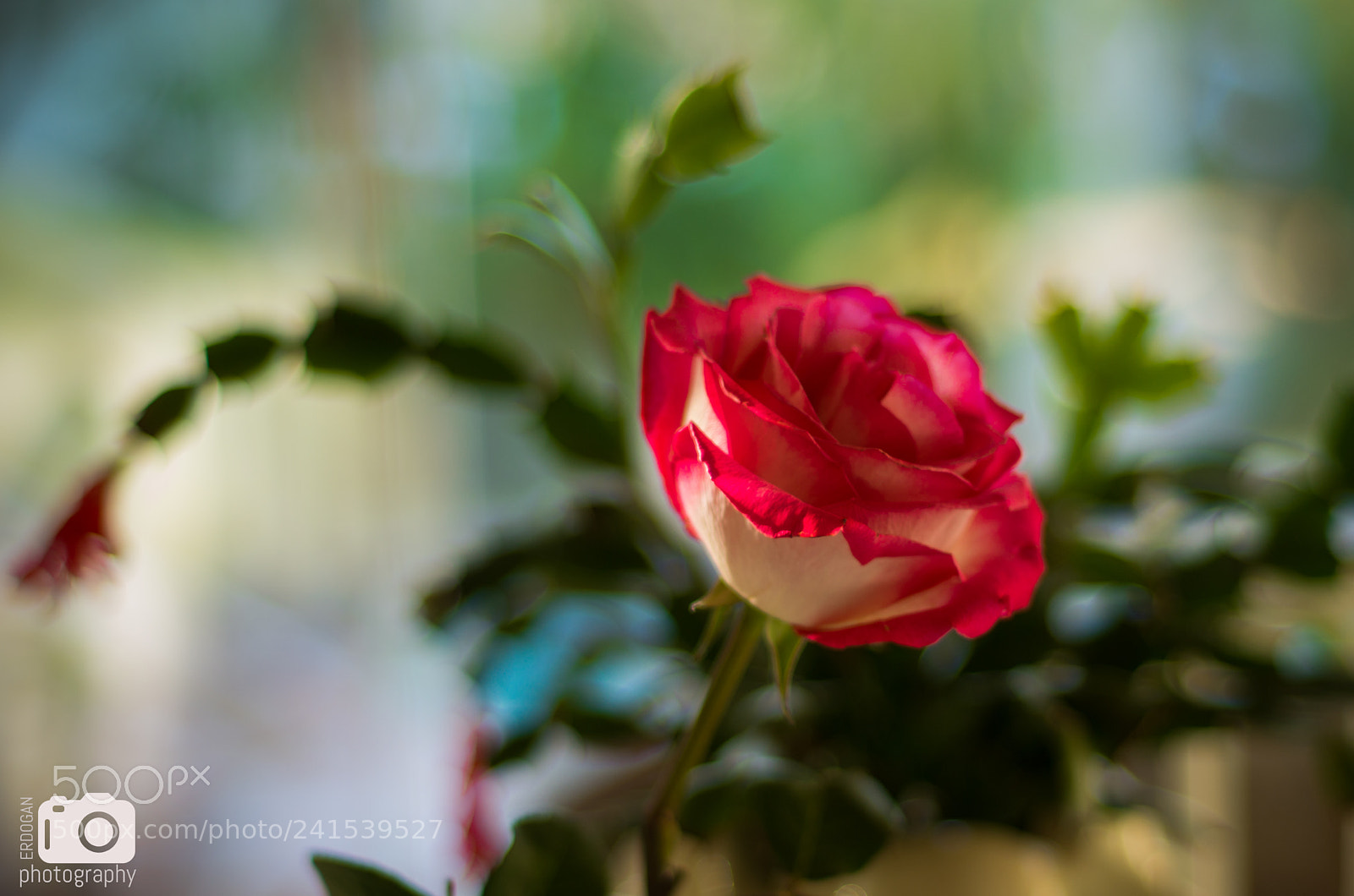 Pentax K-30 sample photo. Pink rose photography