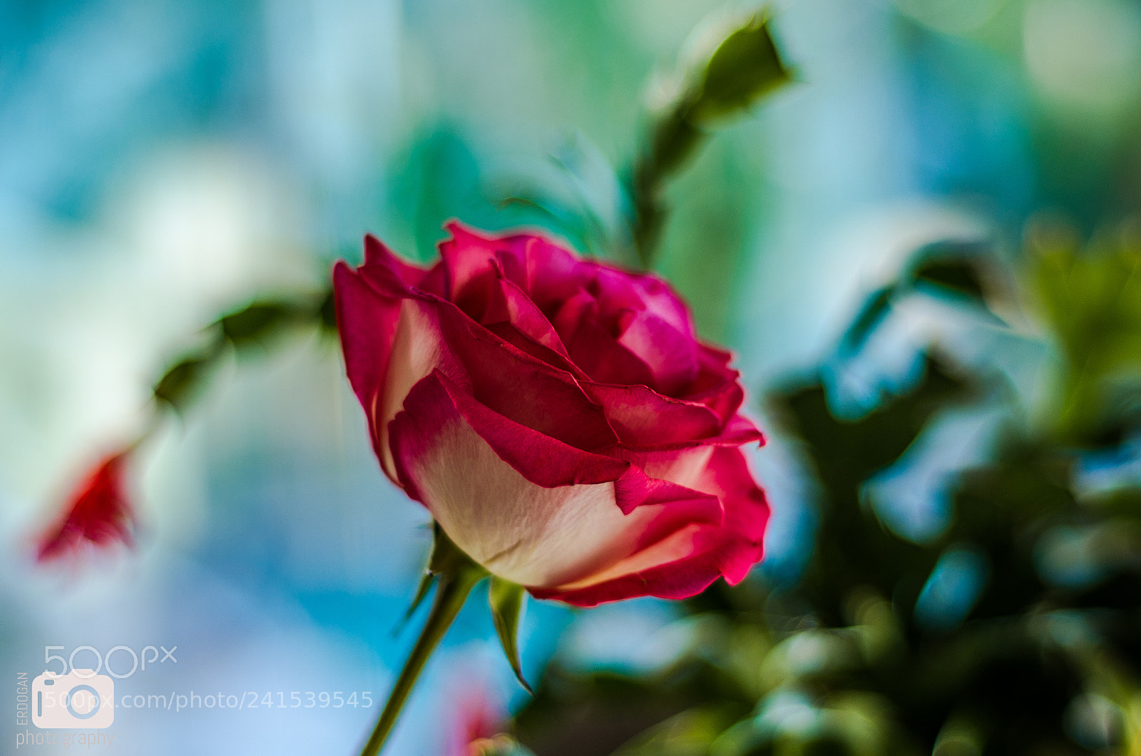 Pentax K-30 sample photo. Pink rose photography