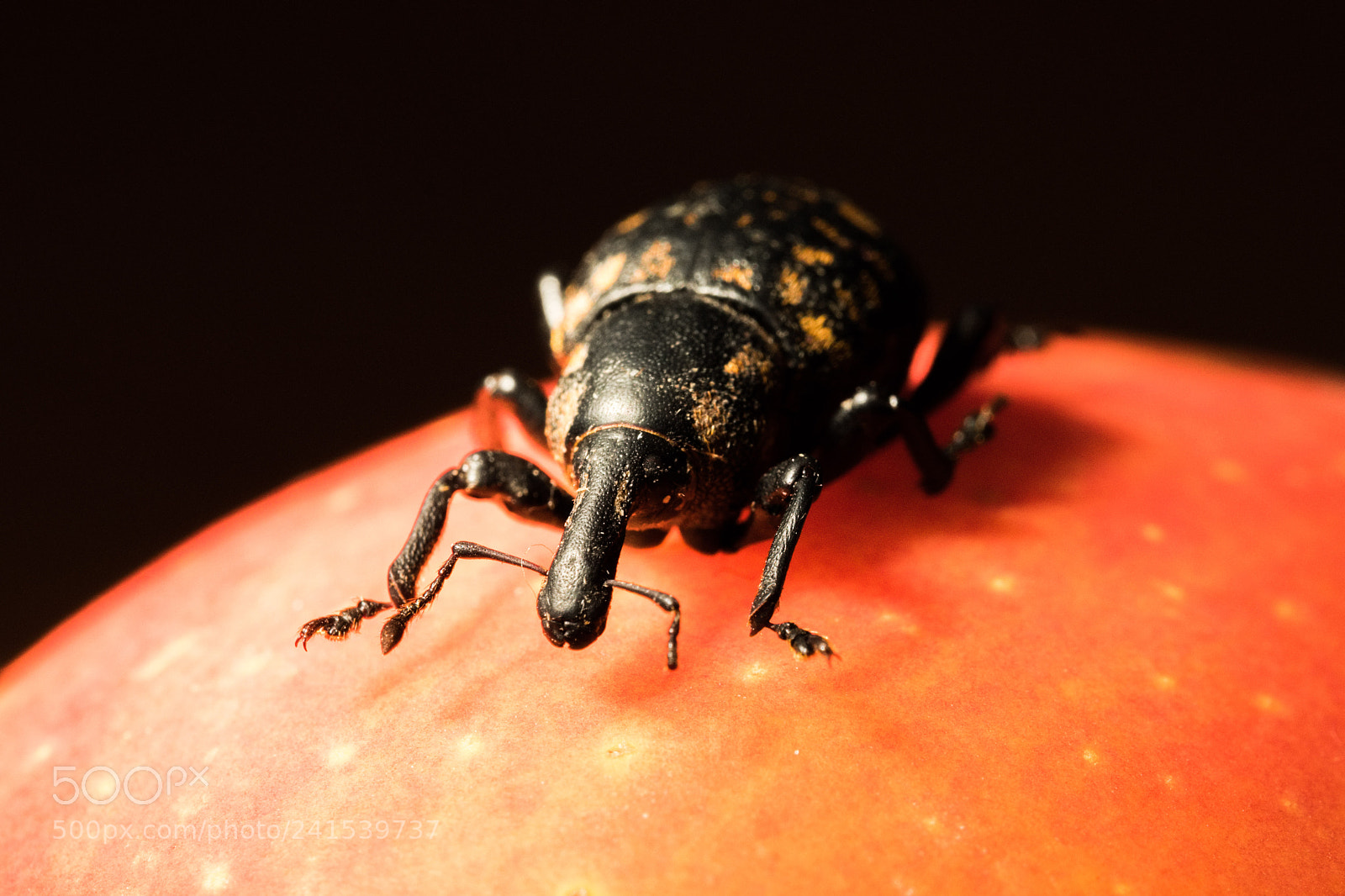 Fujifilm X-T2 sample photo. Climming on the apple photography