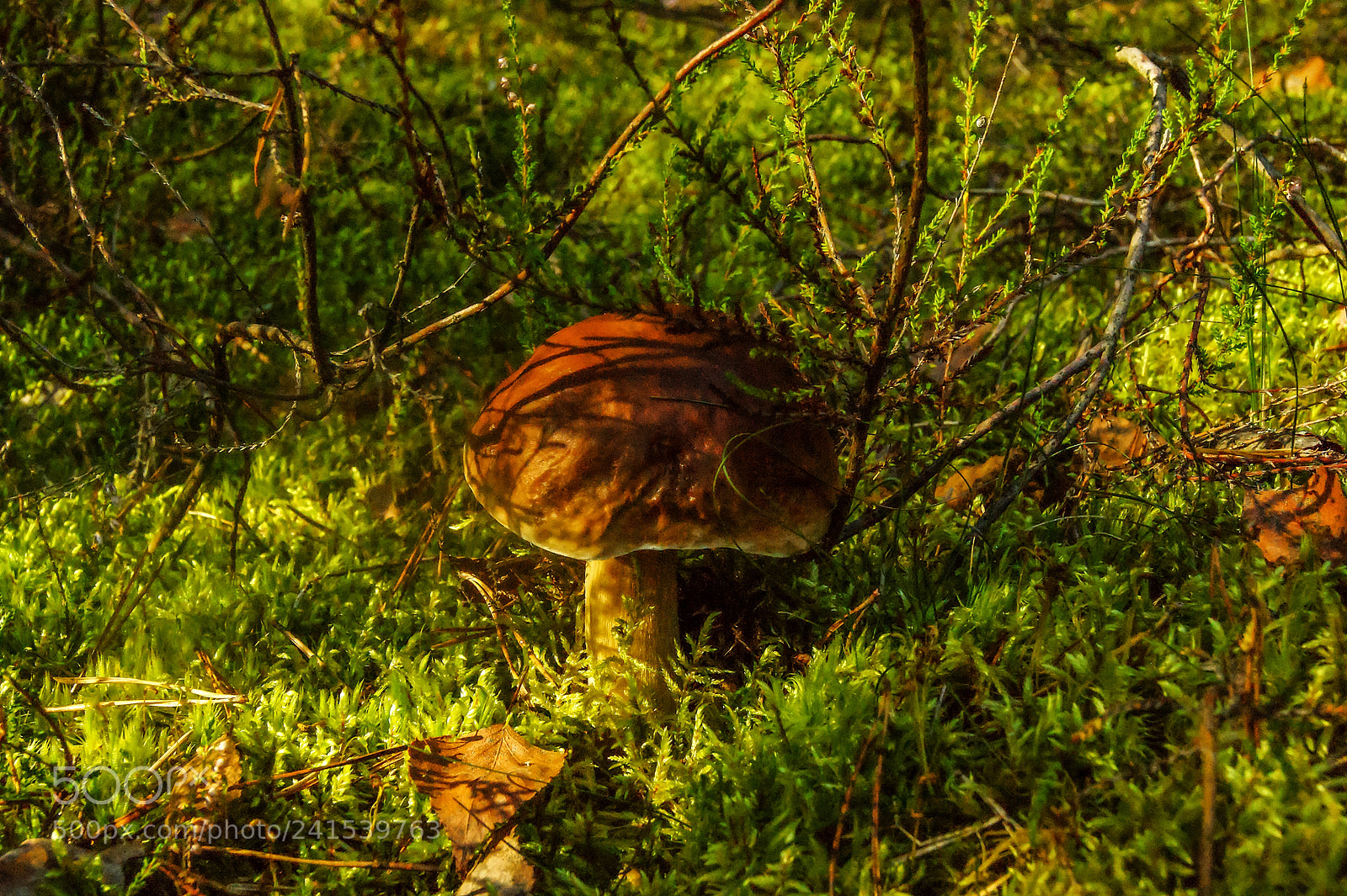 Sony Alpha DSLR-A290 sample photo. White mushroom photography