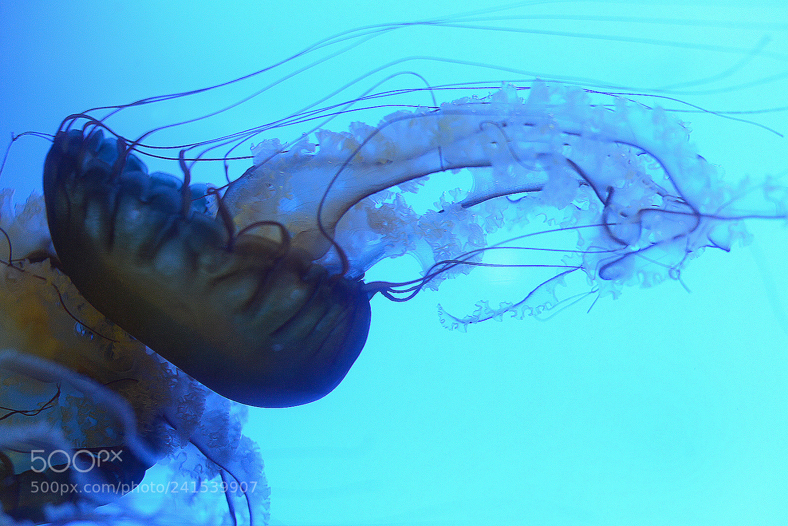 Nikon D800 sample photo. Jelly fish photography