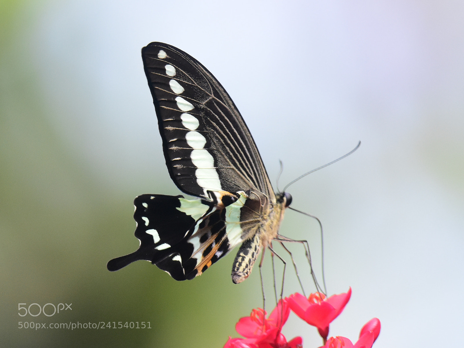 Nikon D7200 sample photo. Butterfly on red flowers photography