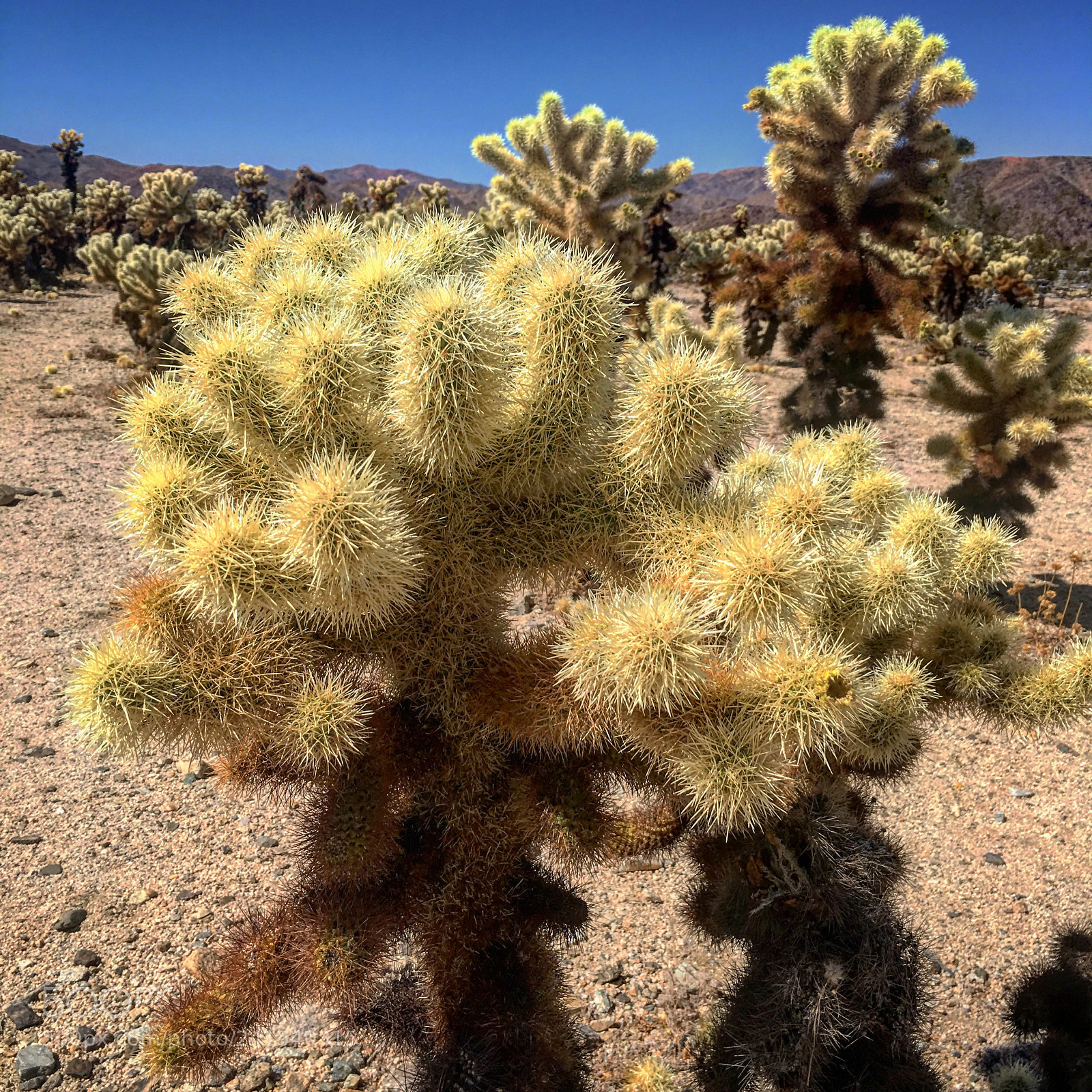 Apple iPhone 6s sample photo. Joshua tree nationalpark / september 2017 photography