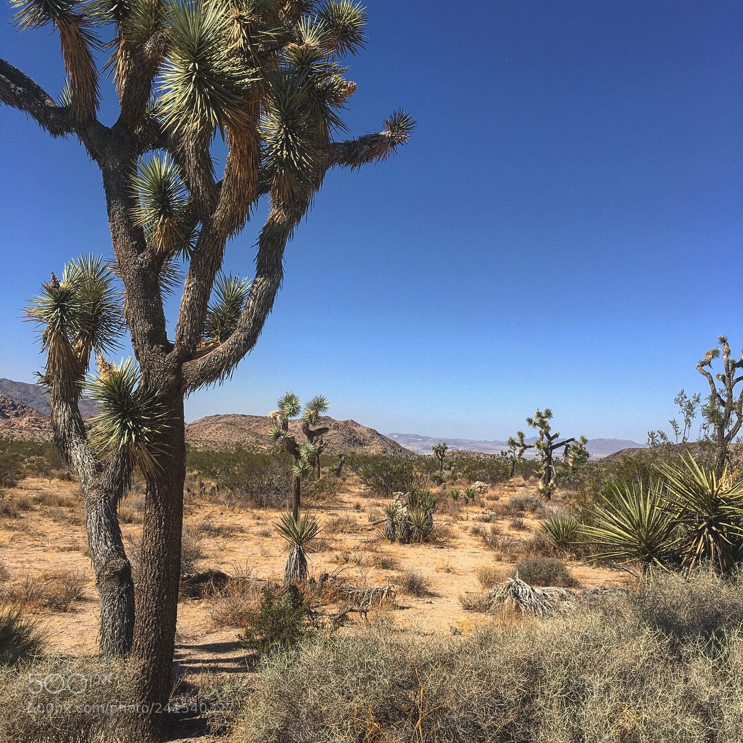 Apple iPhone 6s sample photo. Joshua tree nationalpark / september 2017 photography