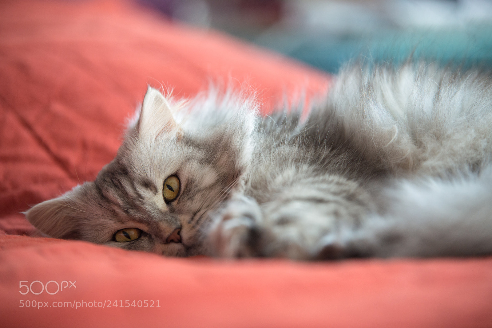 Nikon D800 sample photo. Shumy photography
