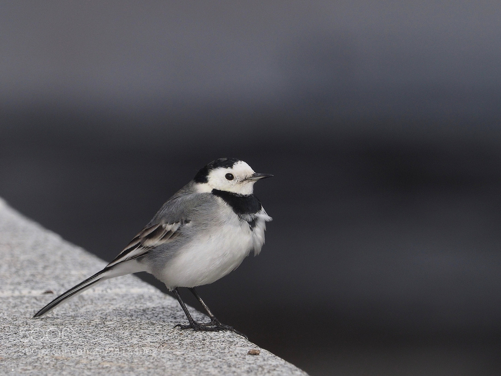 Olympus OM-D E-M1 sample photo. Lavandera blanca (motacilla alba) photography