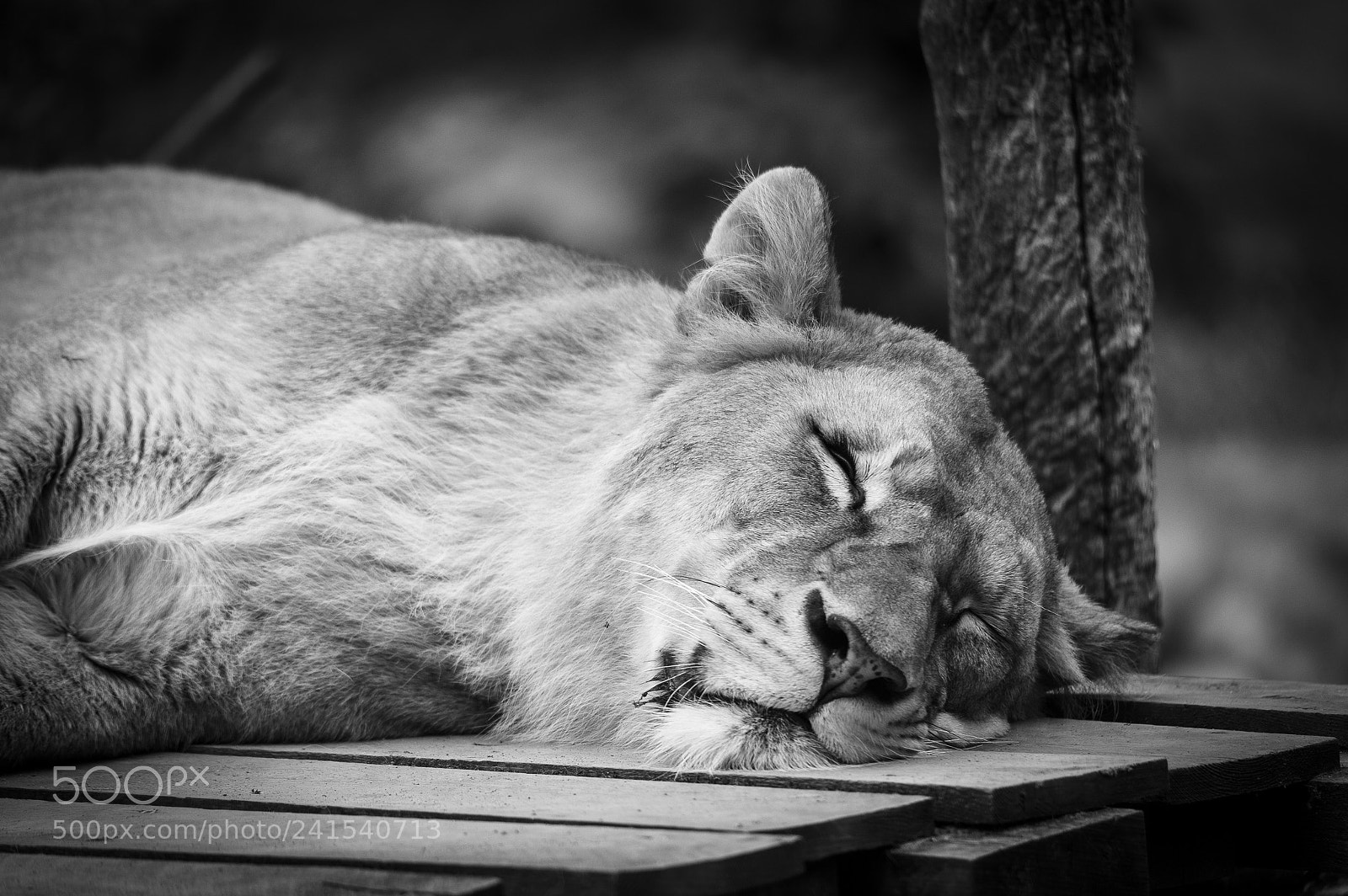 Nikon D700 sample photo. Sleeping lioness photography