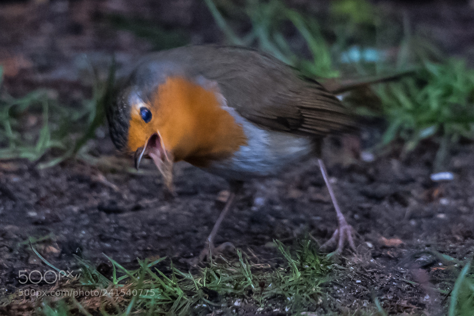 Nikon D850 sample photo. You're havin' a laugh! photography