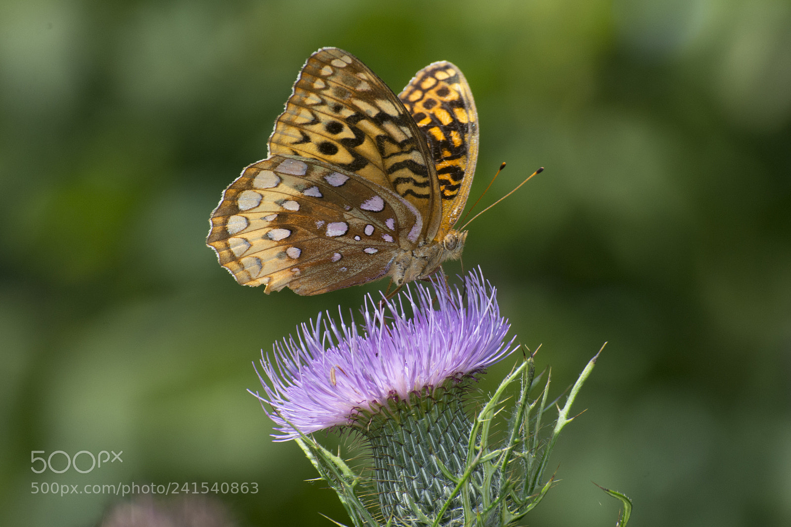 Nikon D7200 sample photo. Butterfly 2017-180 photography